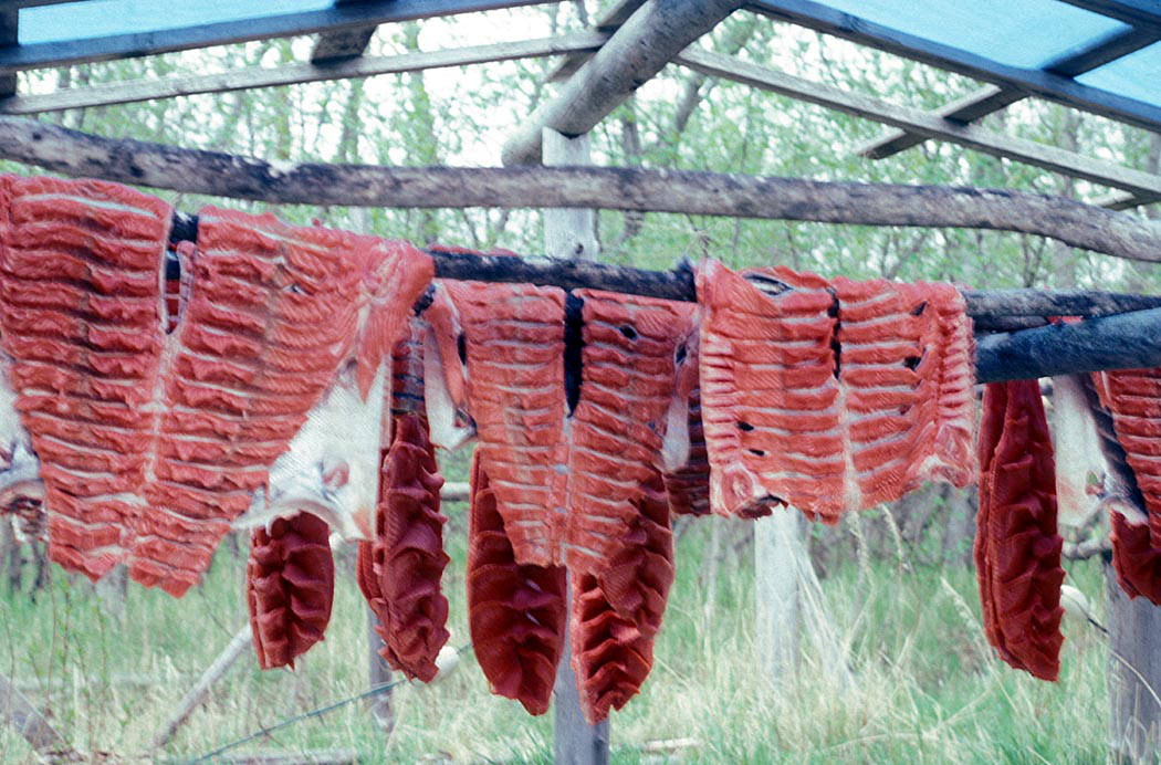 King Salmon hanging and drying on racks at local fish camps off the Kuskokwim River near Bethel, Alaska, is seen in this undated handout picture