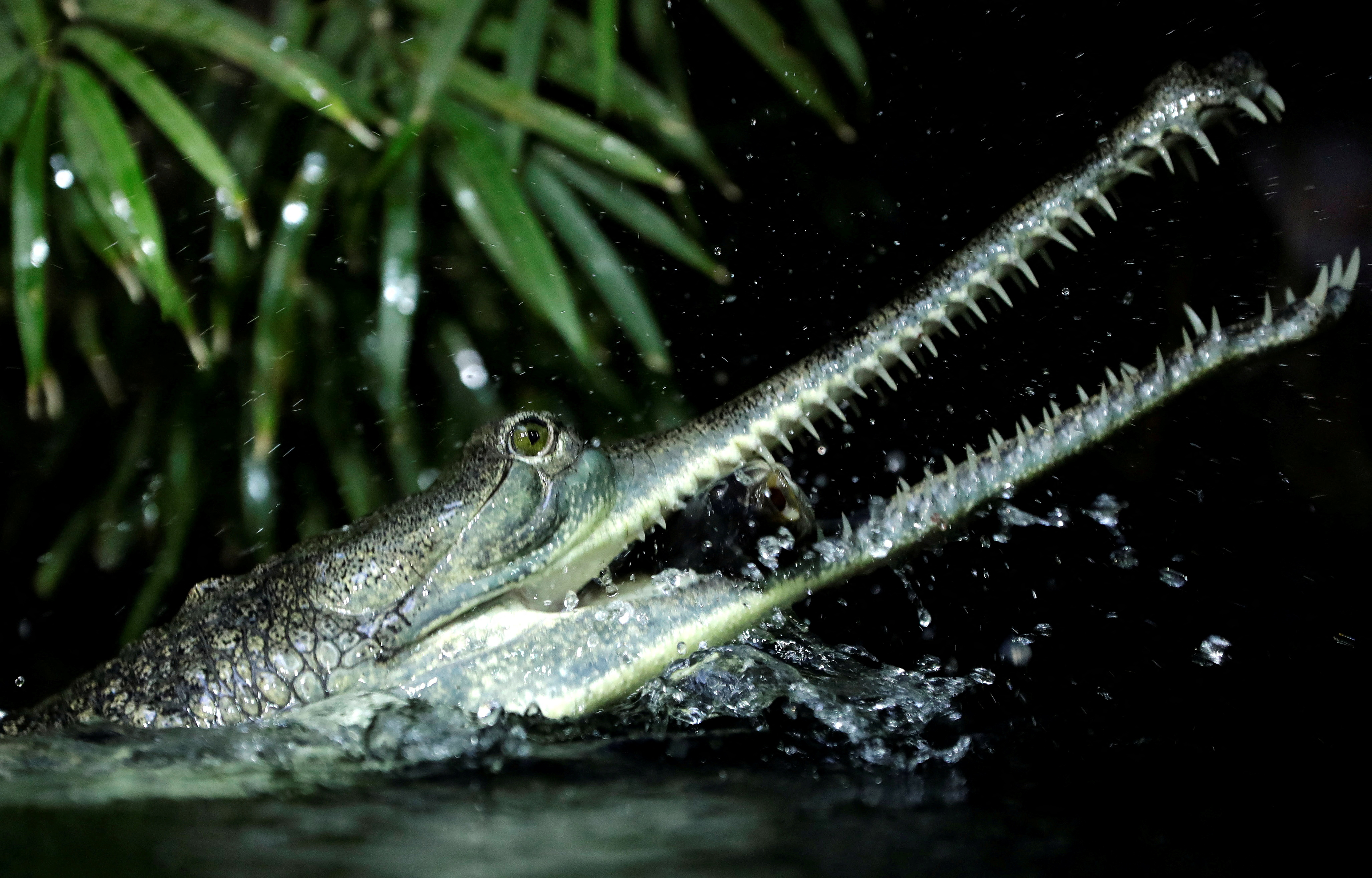 An Indian gharial eats a fish in a pool at the Prague Zoo