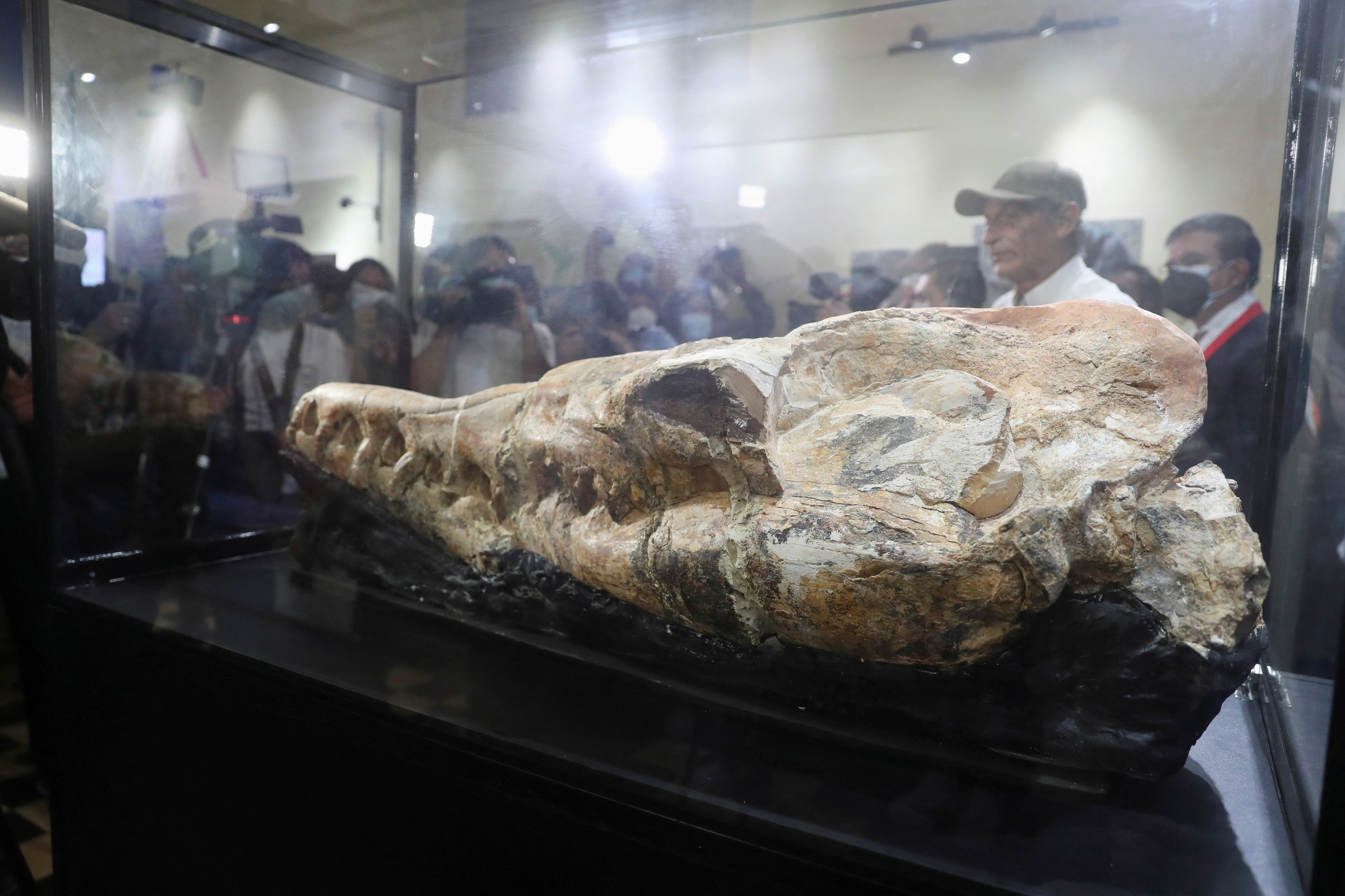 36 million-year-old Basilosaurus whale fossil displayed in Lima