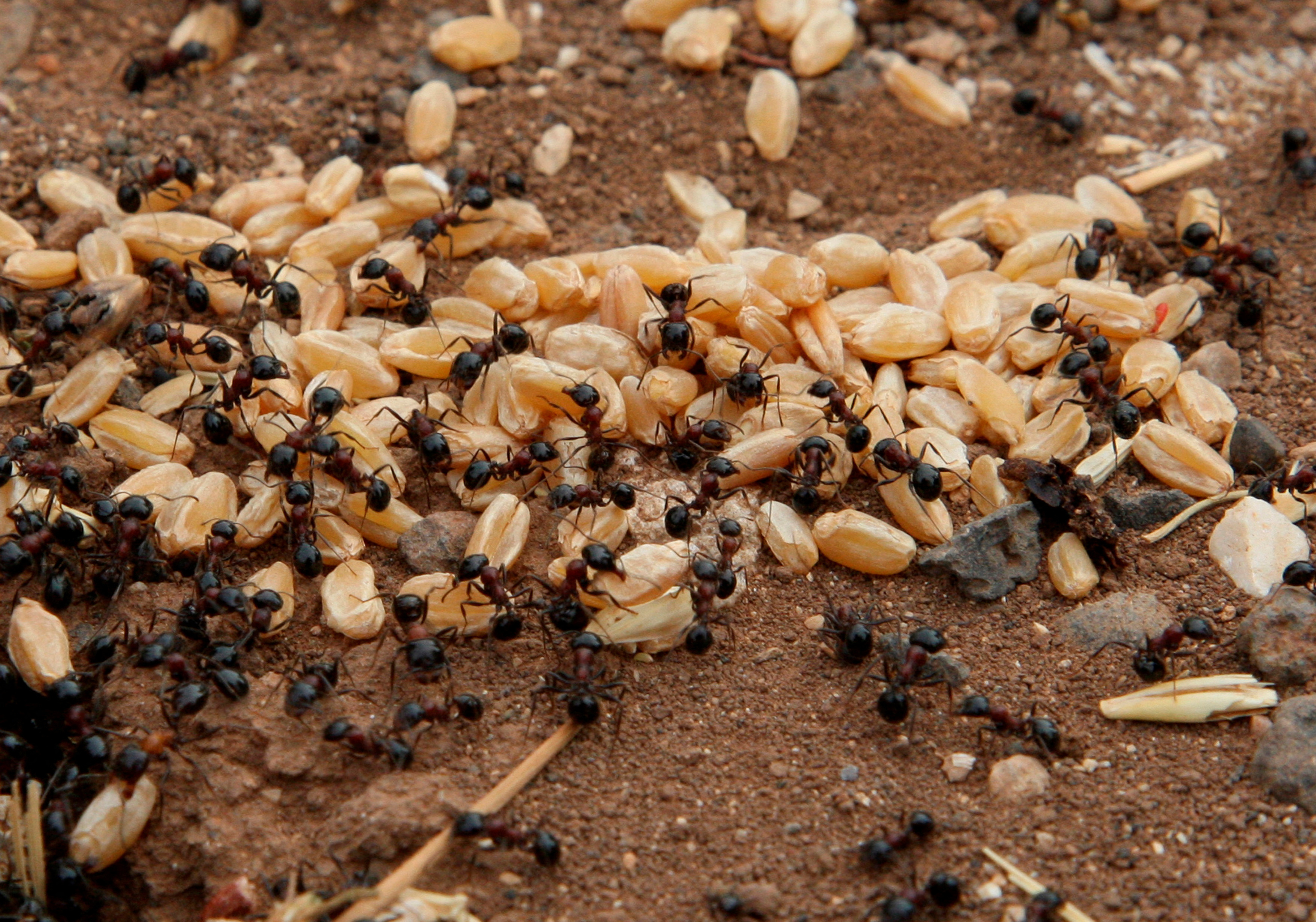 Ants carry grains of wheat in a field in Assanamein area