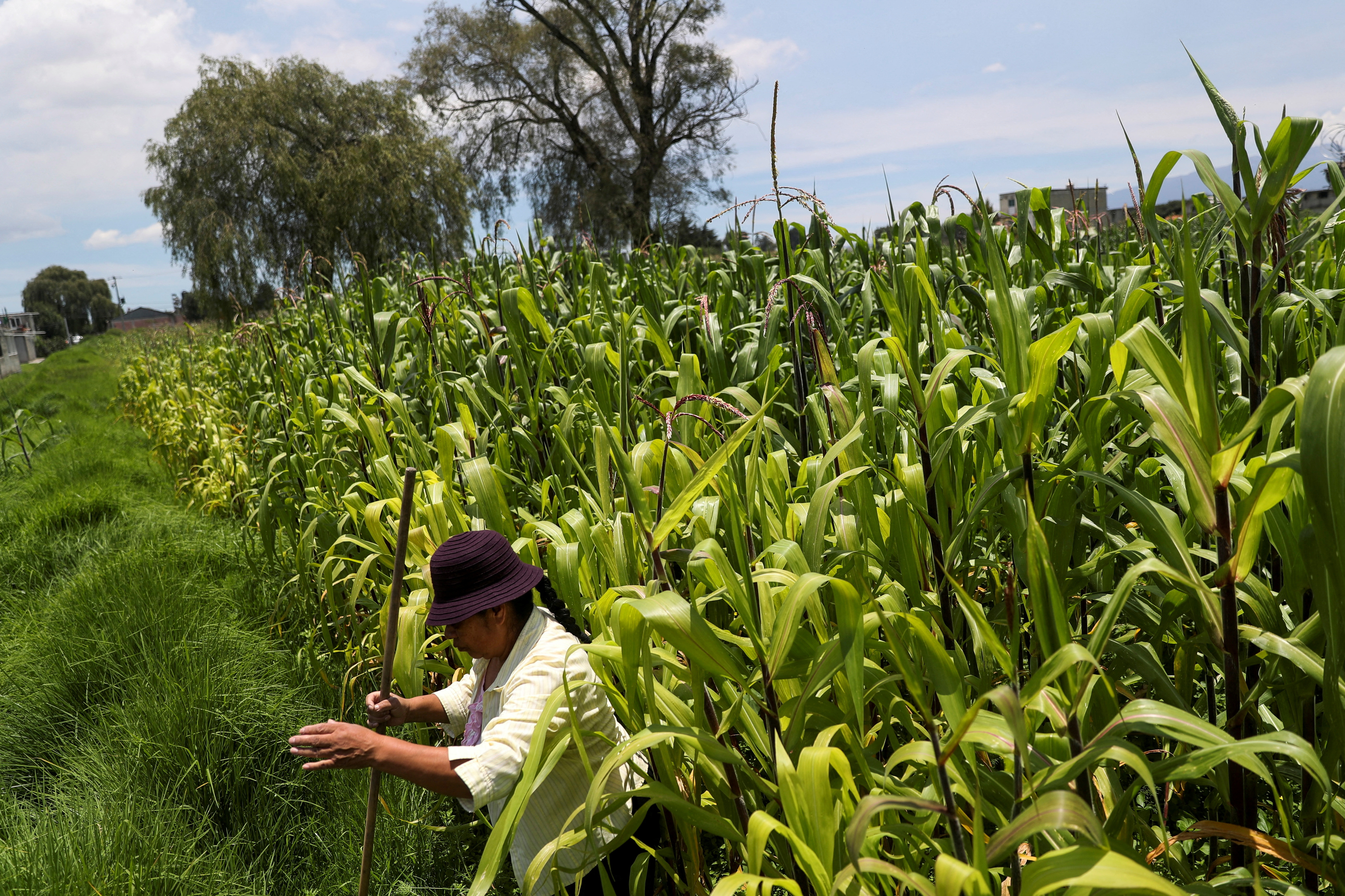 U.S. farmers ramp up pressure on Mexico to soften GMO corn ban