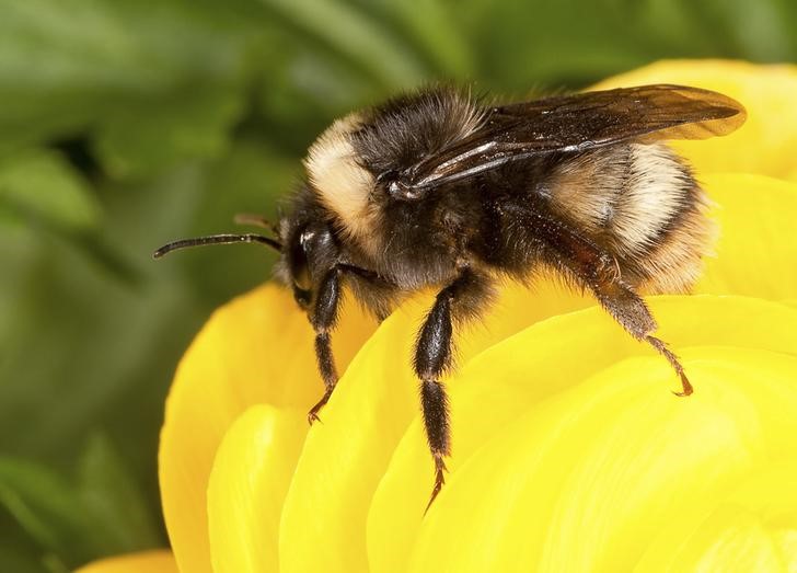 USDA photo of the western bumble bee Bombus occidentalis