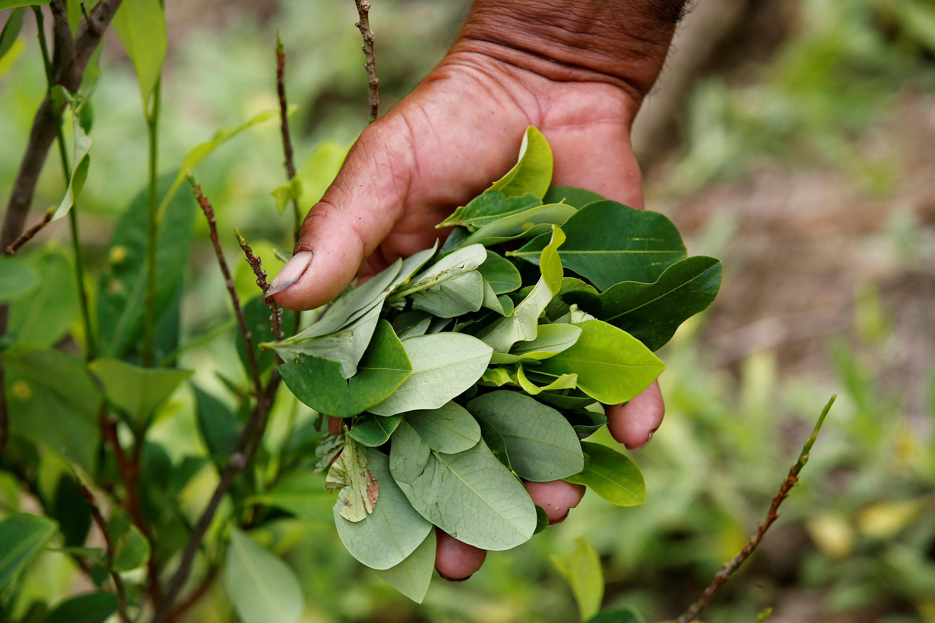 A peasant holds up coca leaves collected from his crops in Cauca
