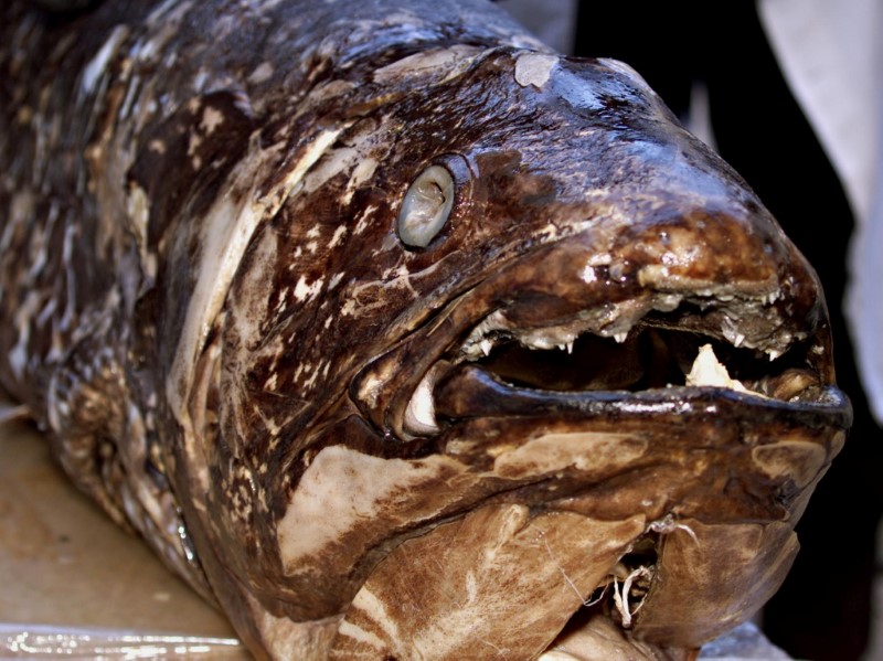 Bizarre 'monster' fish weighing 24-STONE and two metres long found