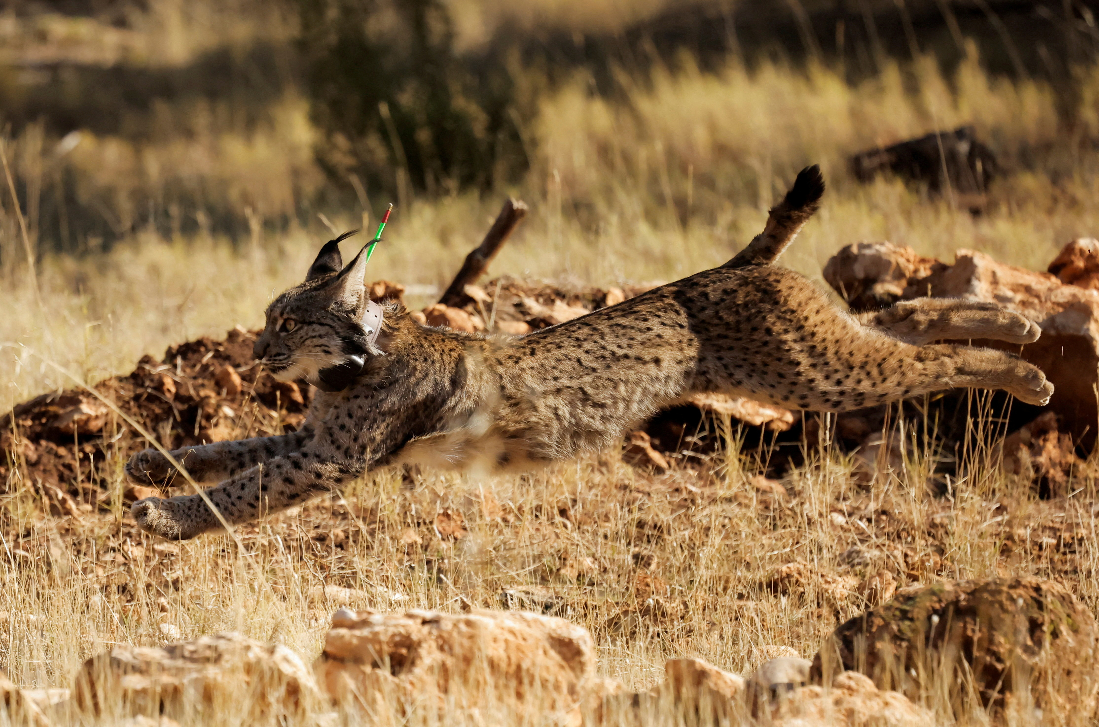 Iberian lynx beats extinction as cats are released to the wild