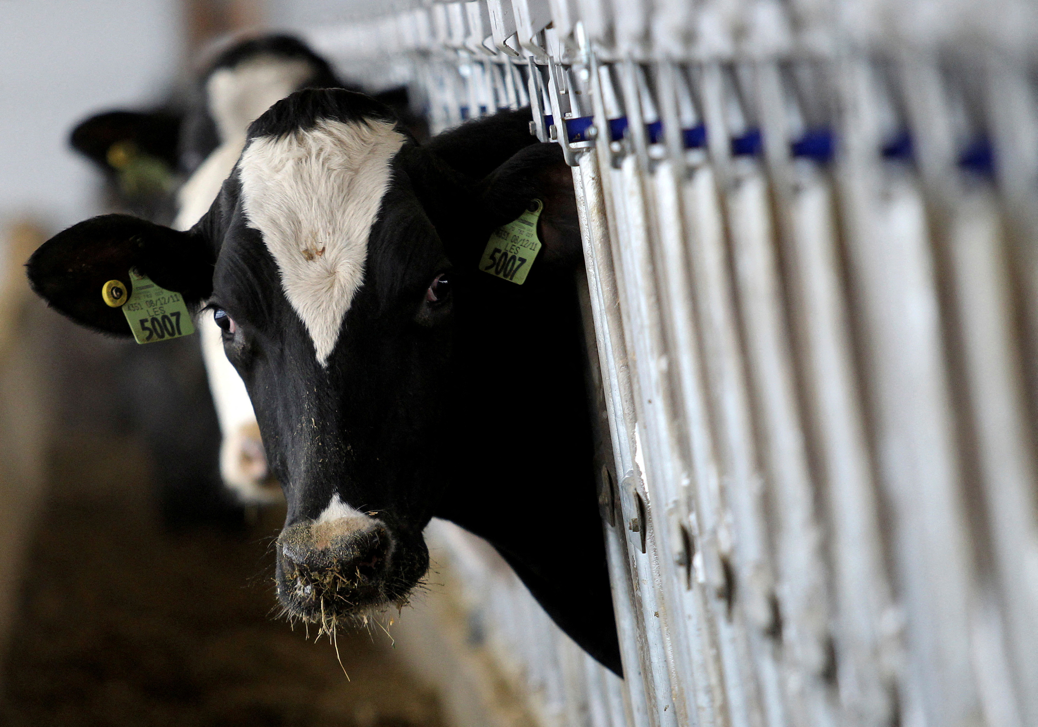 A dairy cow stops to look up while feeding at a dairy farm in Ashland