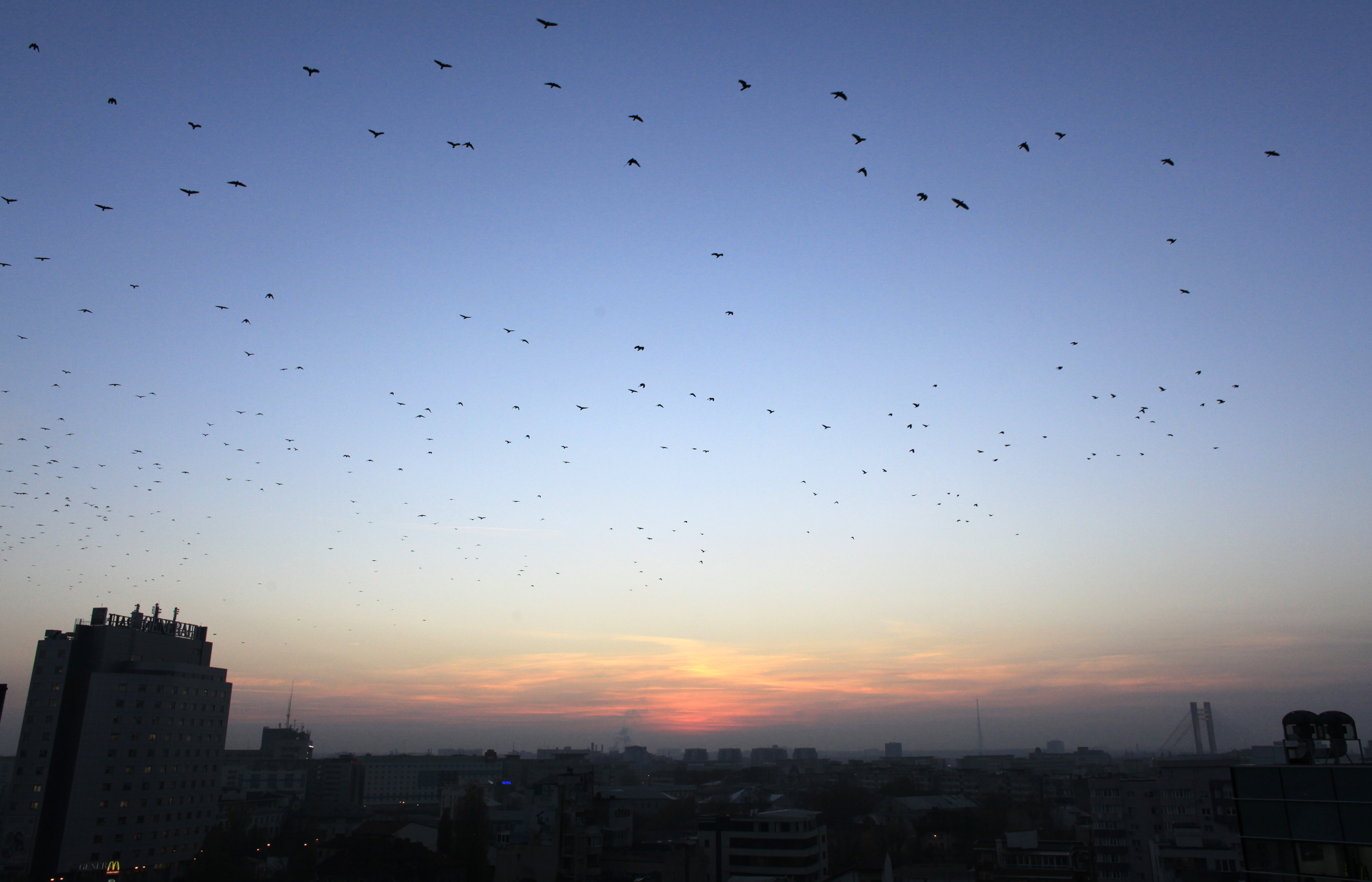 Thousands of crows fly at dusk over the city skyline in Bucharest