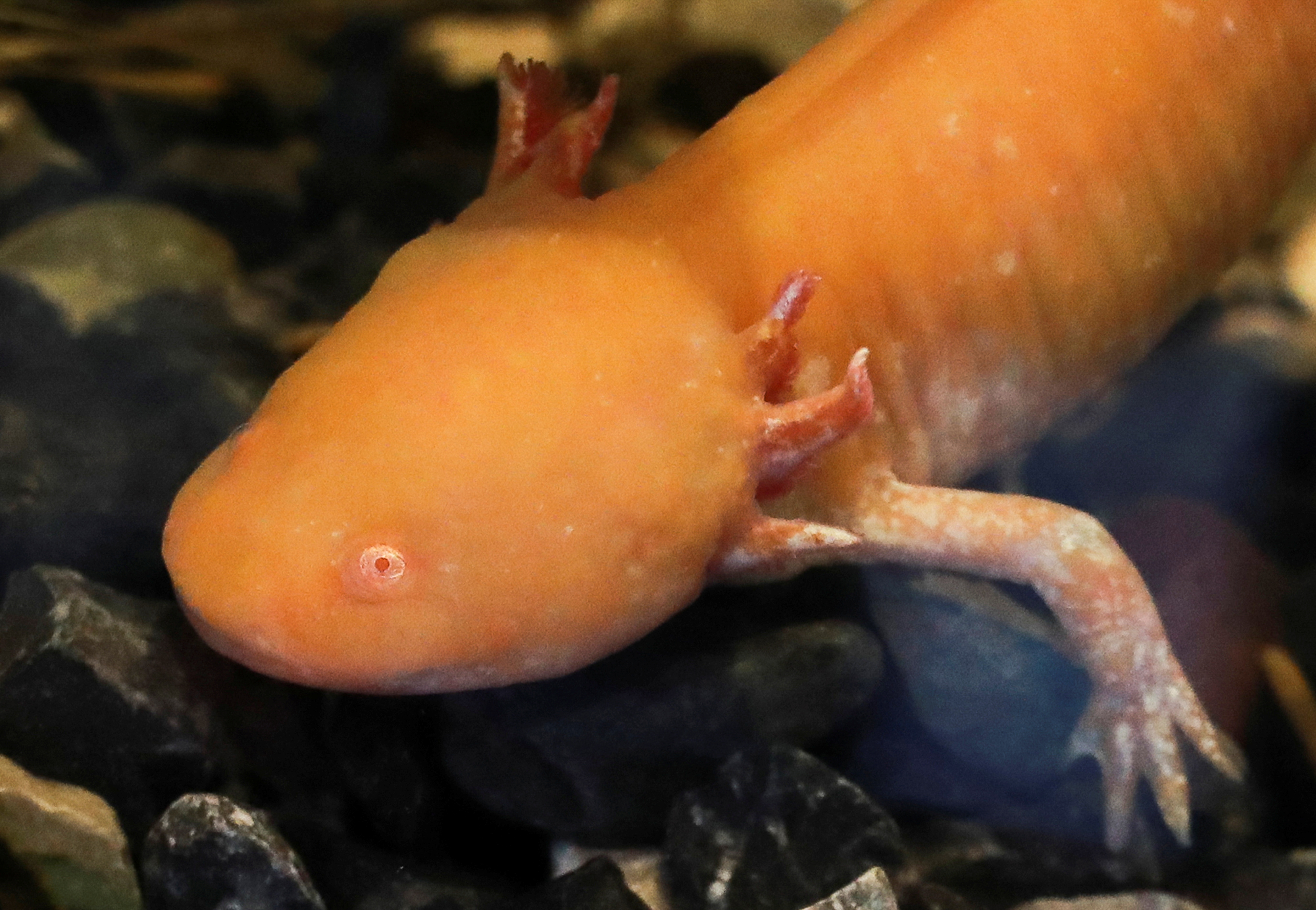 New museum in Mexico spotlights endangered axolotl salamander | Reuters