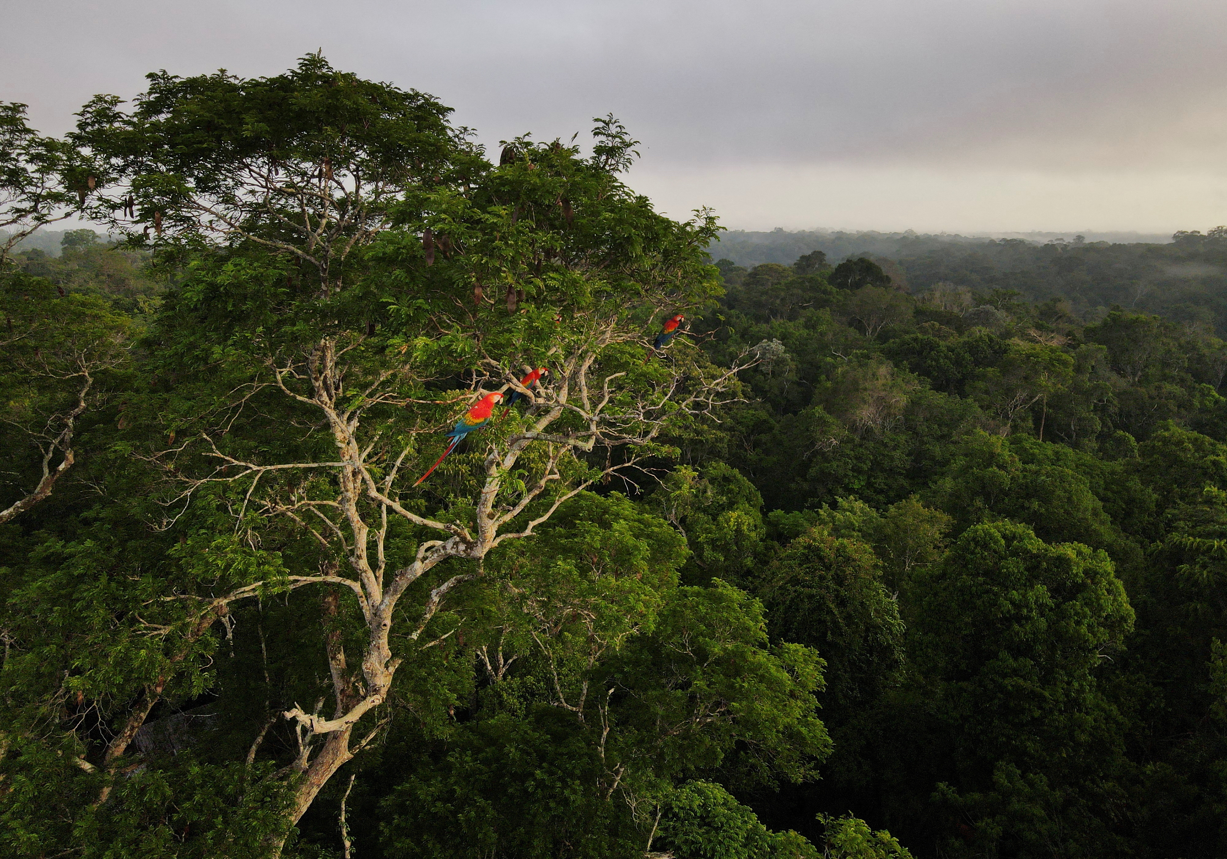Macaws sit on a tree at the Amazon rainforest in Manaus
