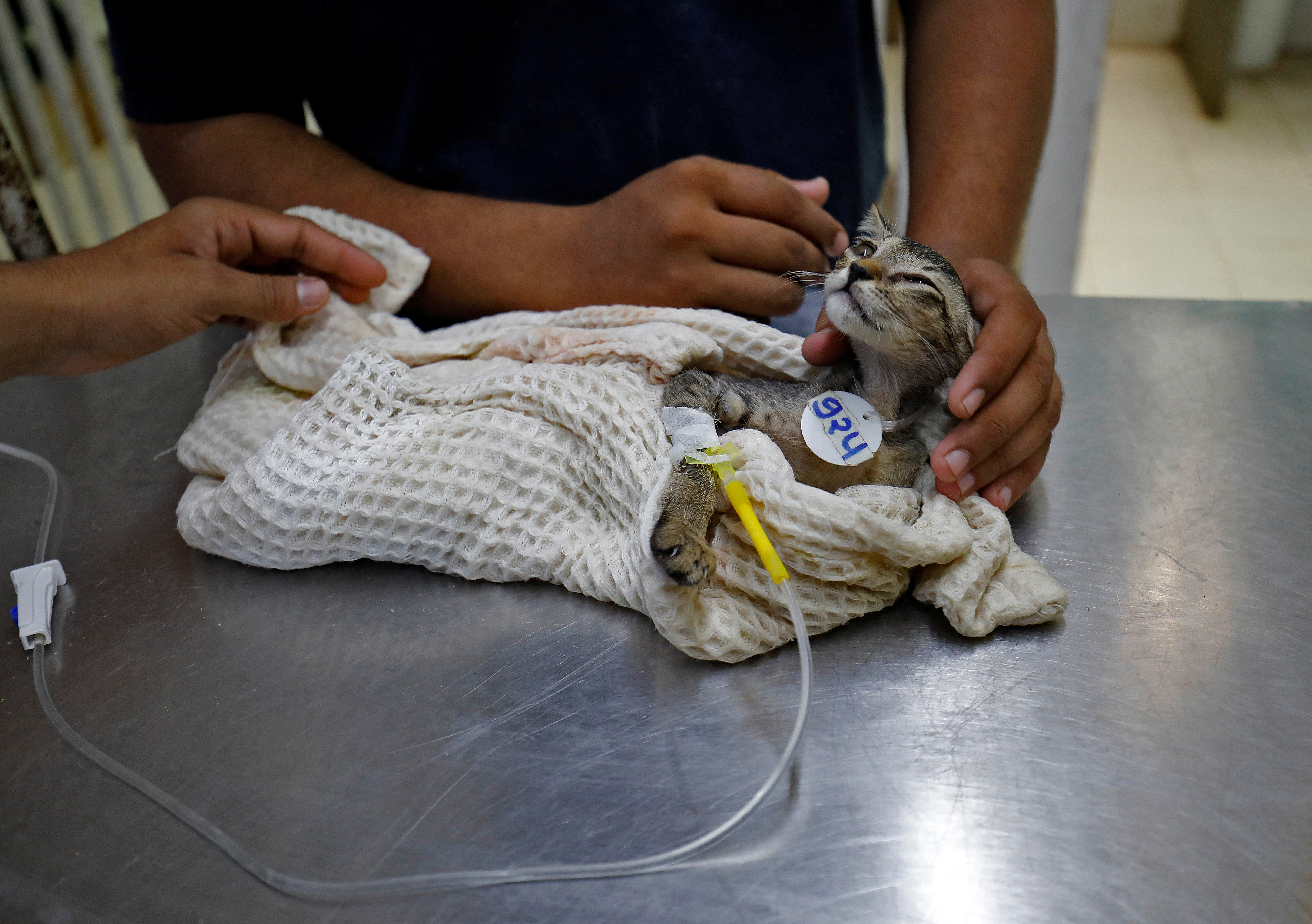 Vets administer saline drip to a cat that is covered by a wet cloth after it was dehydrated due to heat at Jivdaya Charitable Trust in Ahmedabad