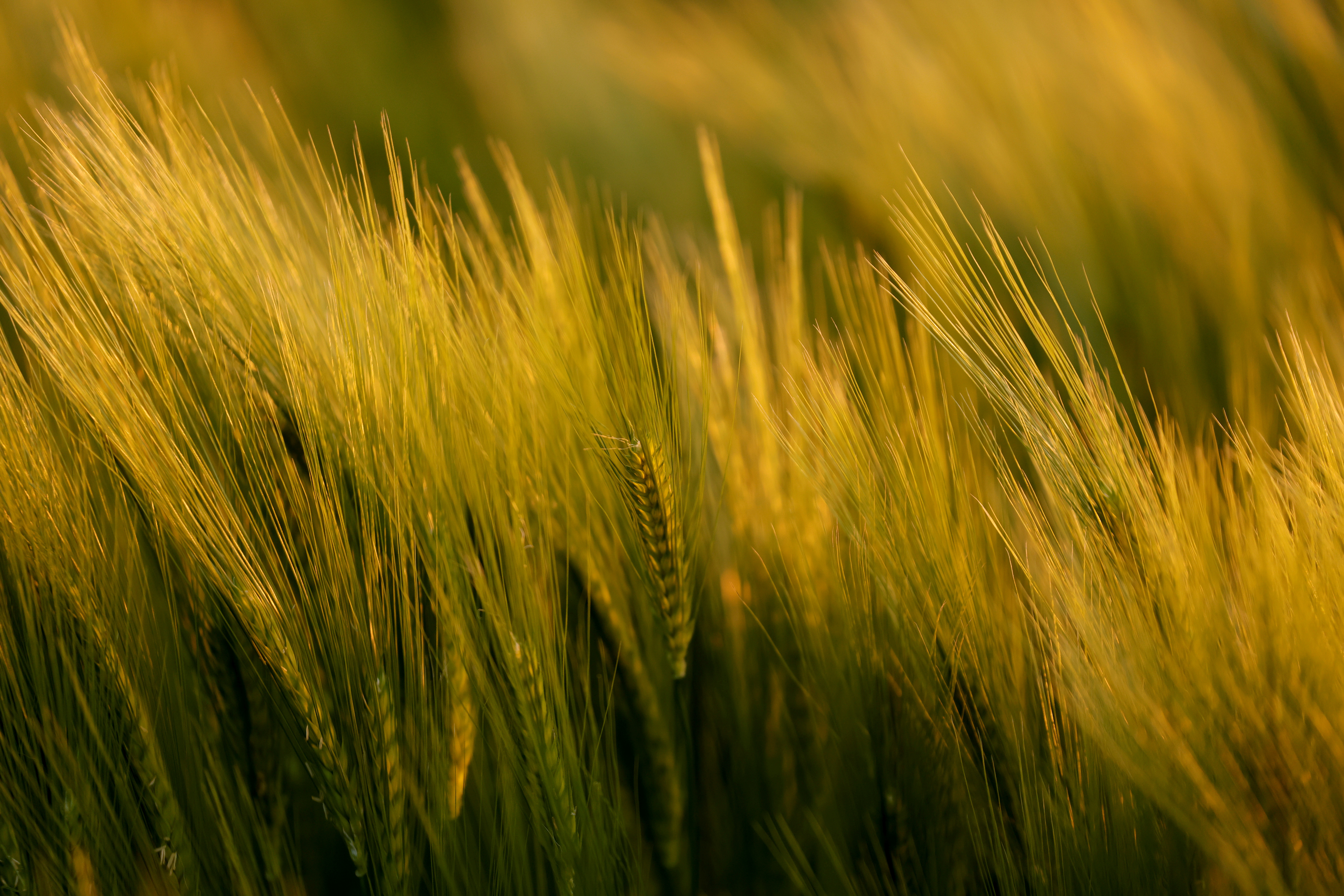 A barley field is seen during sunset in Queant
