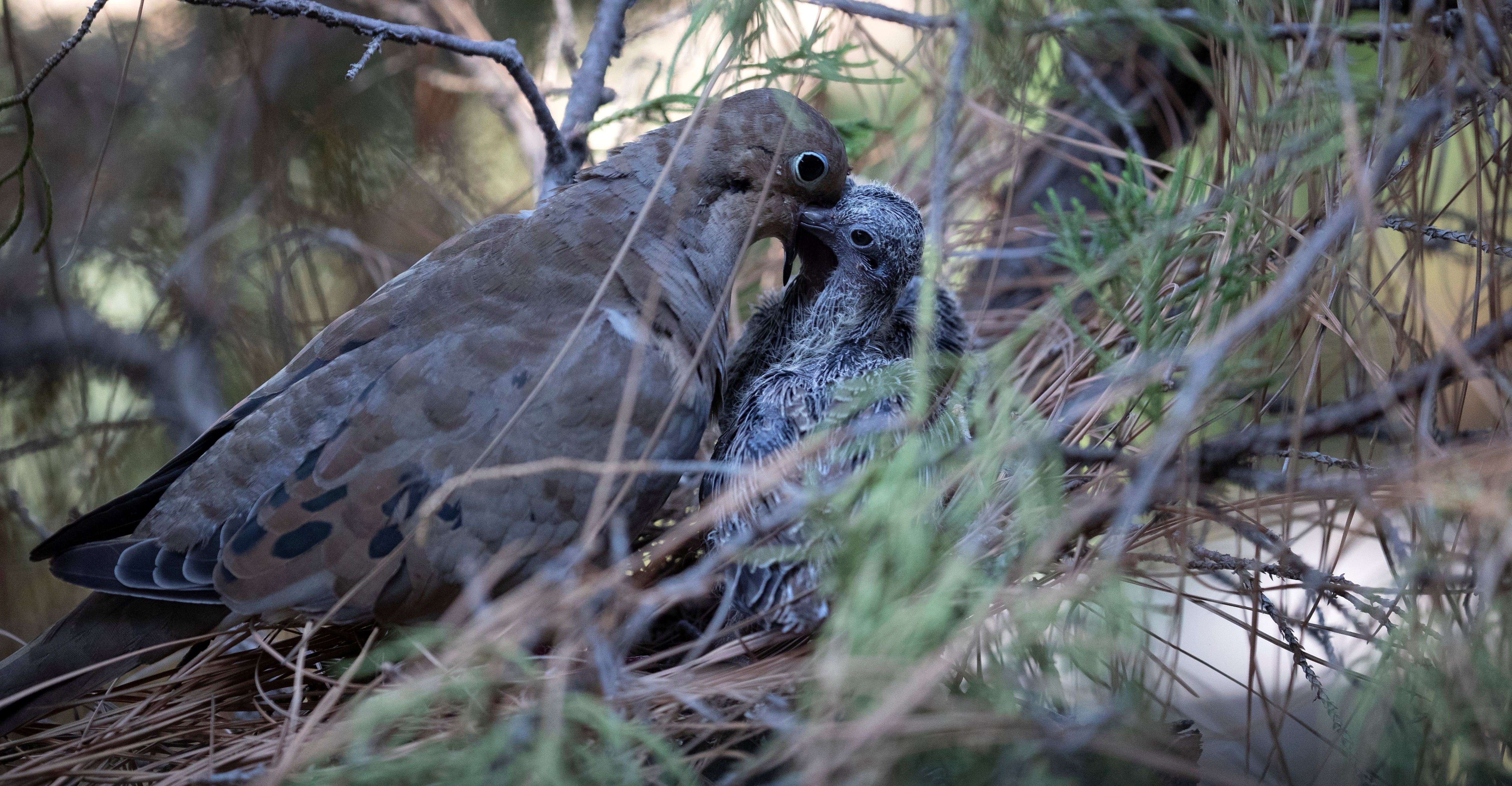 A mourning dove feeds her squabs in their nest in Pasadena