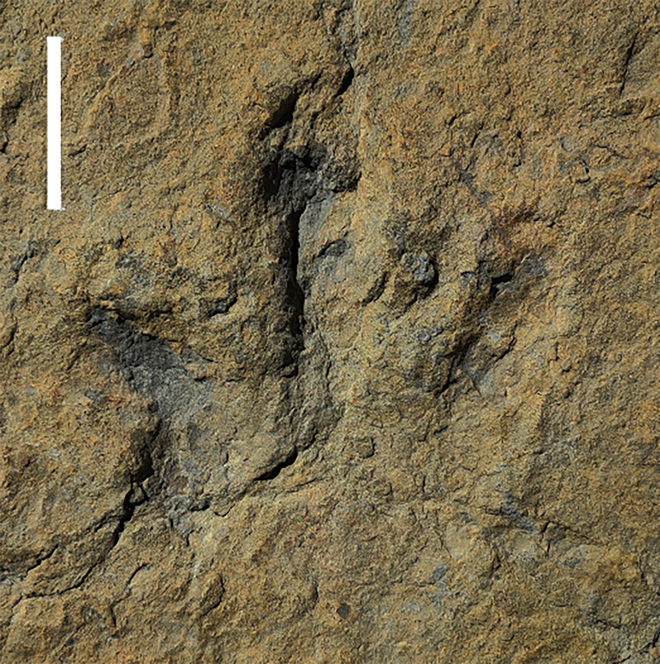 A fossilized dinosaur footprint made about 120 million years ago during the Cretaceous Period