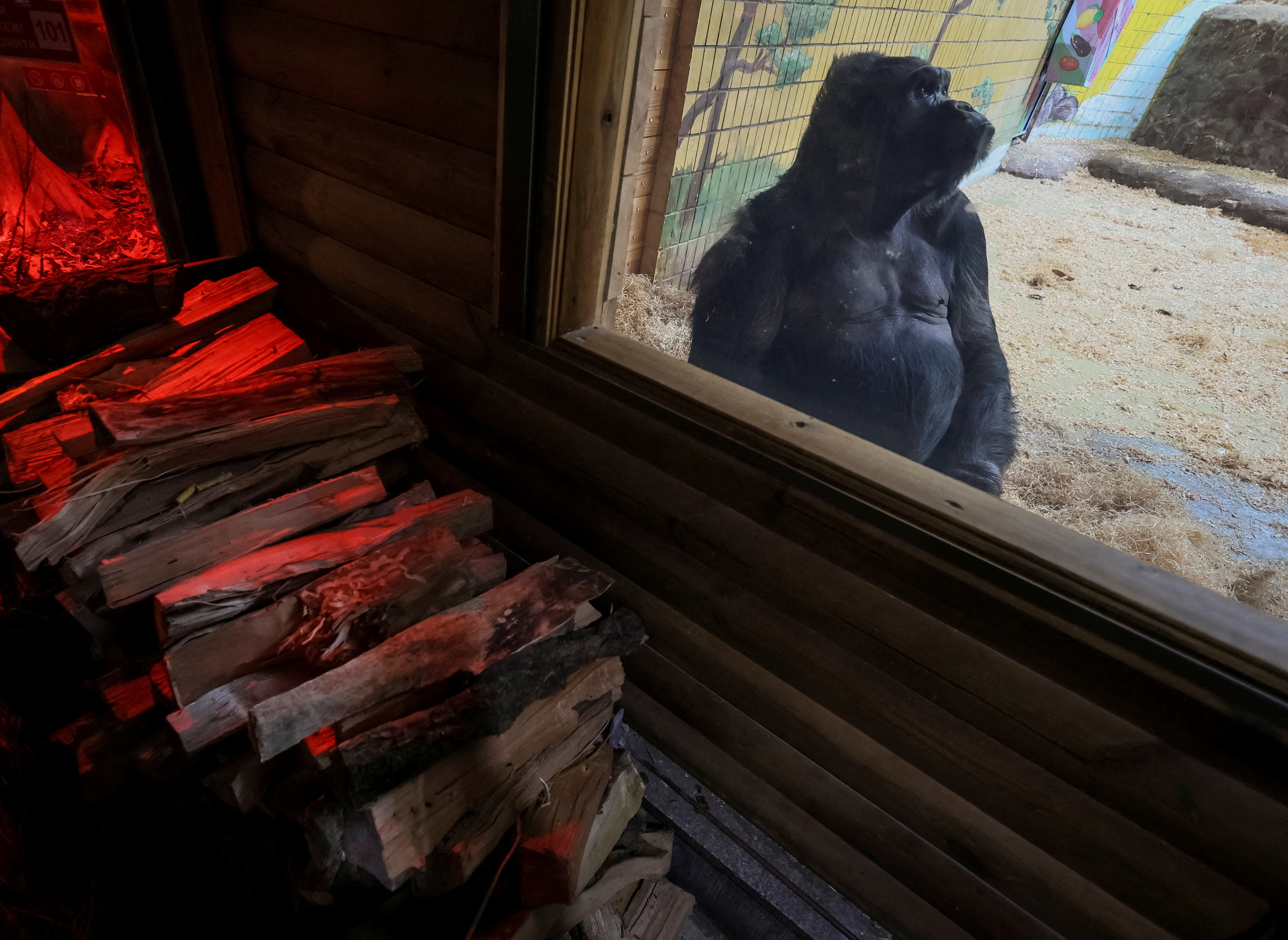 A 48 year-old gorilla Tony sits next to a wood stove, which heats his enclosure in zoo in Kyiv