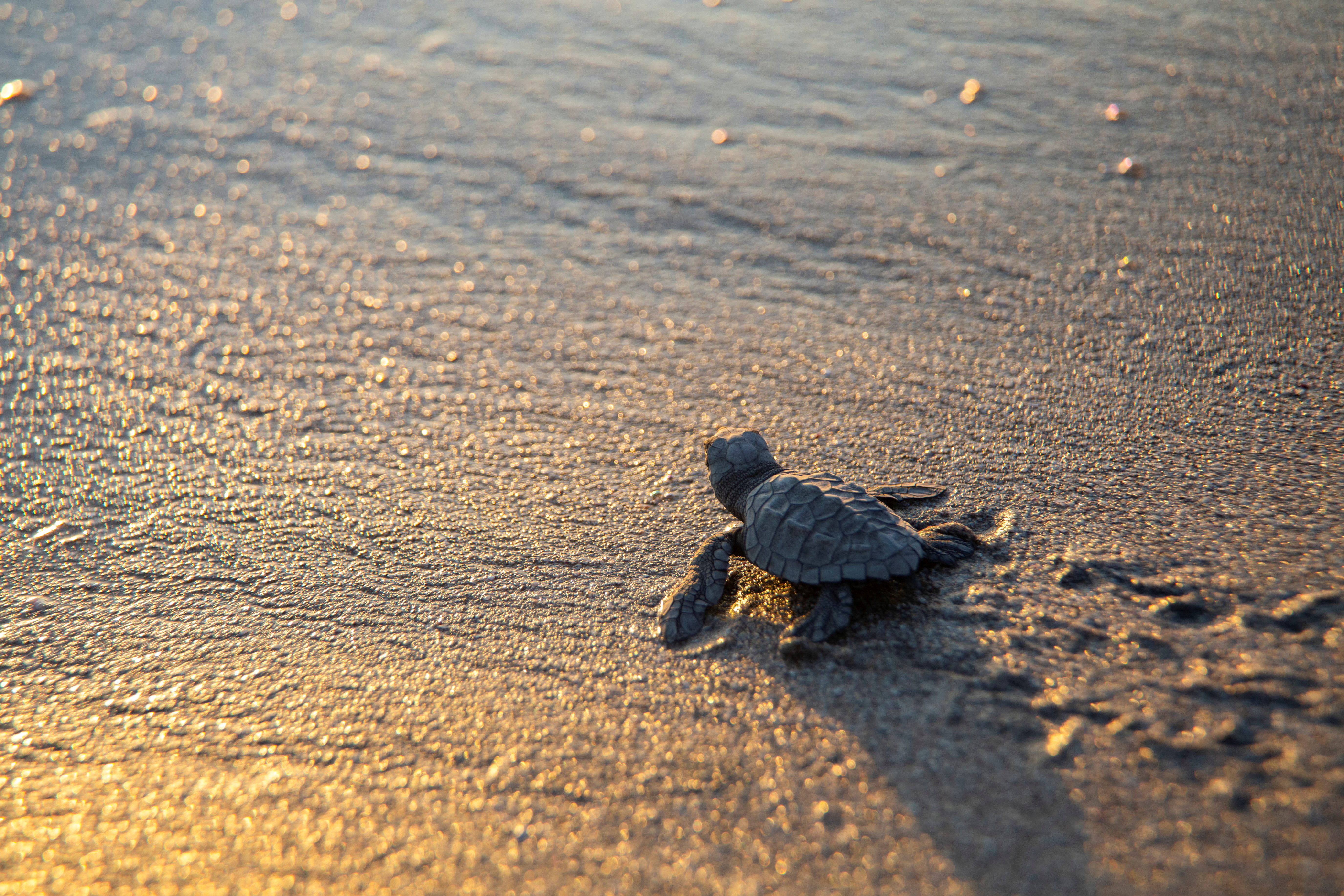 Hundreds of baby sea turtles released off coast of Nicaragua in  conservation effort