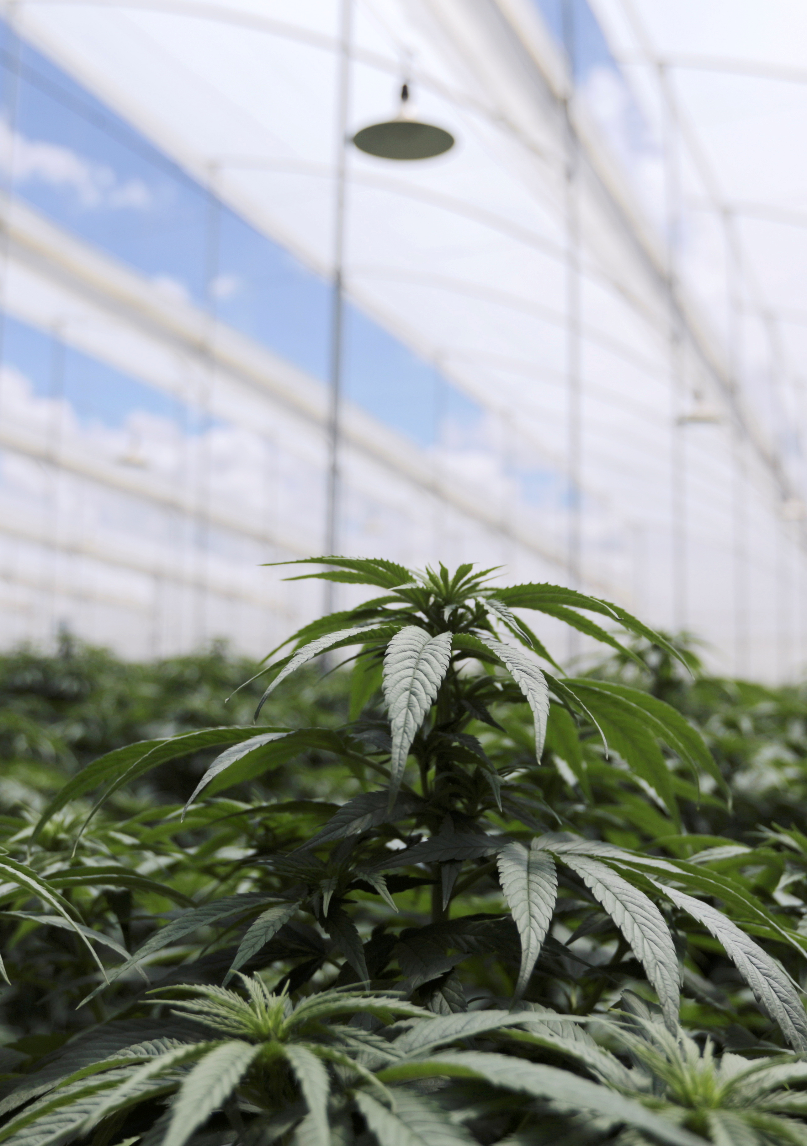 Cannabis plants are seen inside a greenhouse  in Colombia