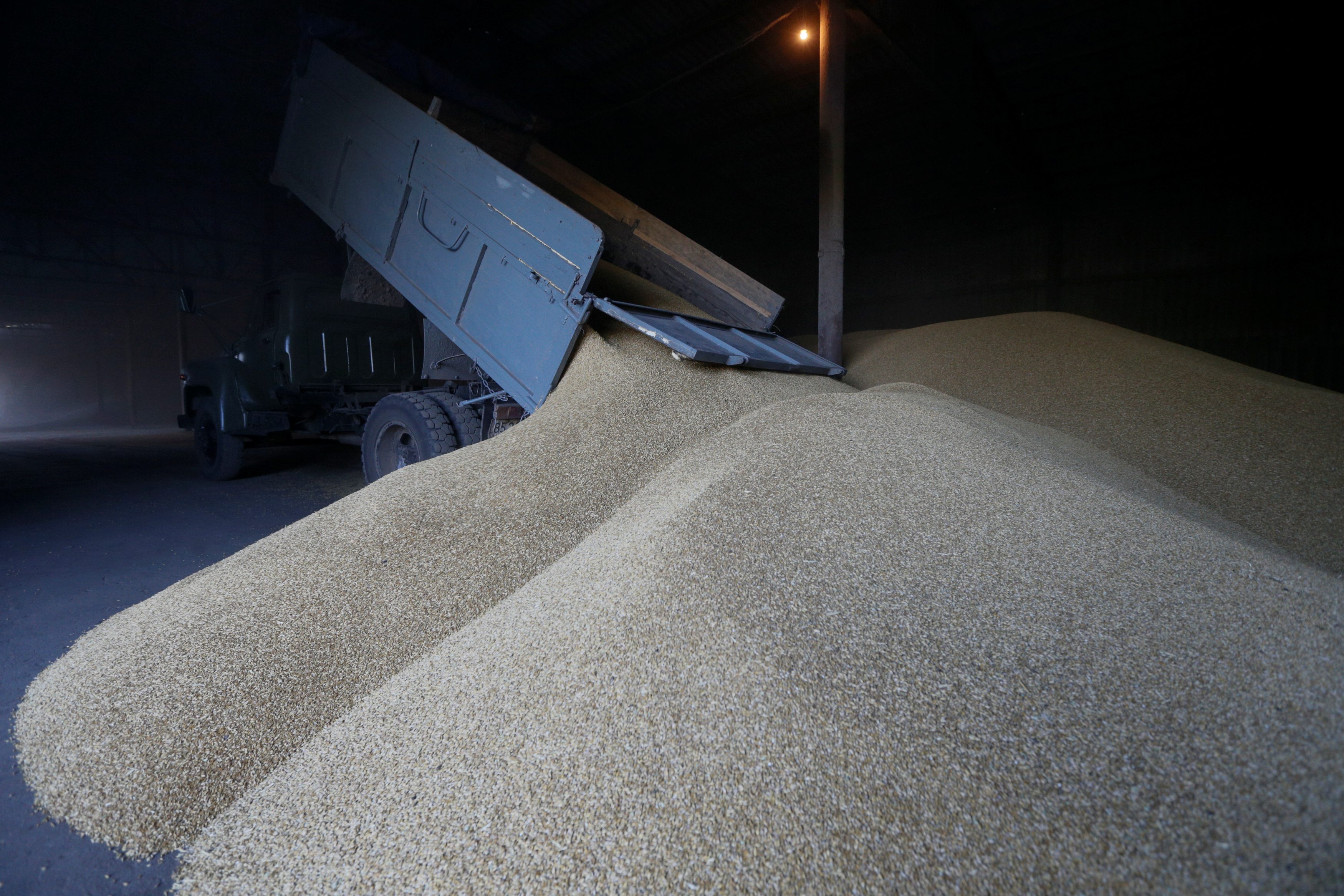 Driver unloads truck at grain store during barley harvesting in Kiev region