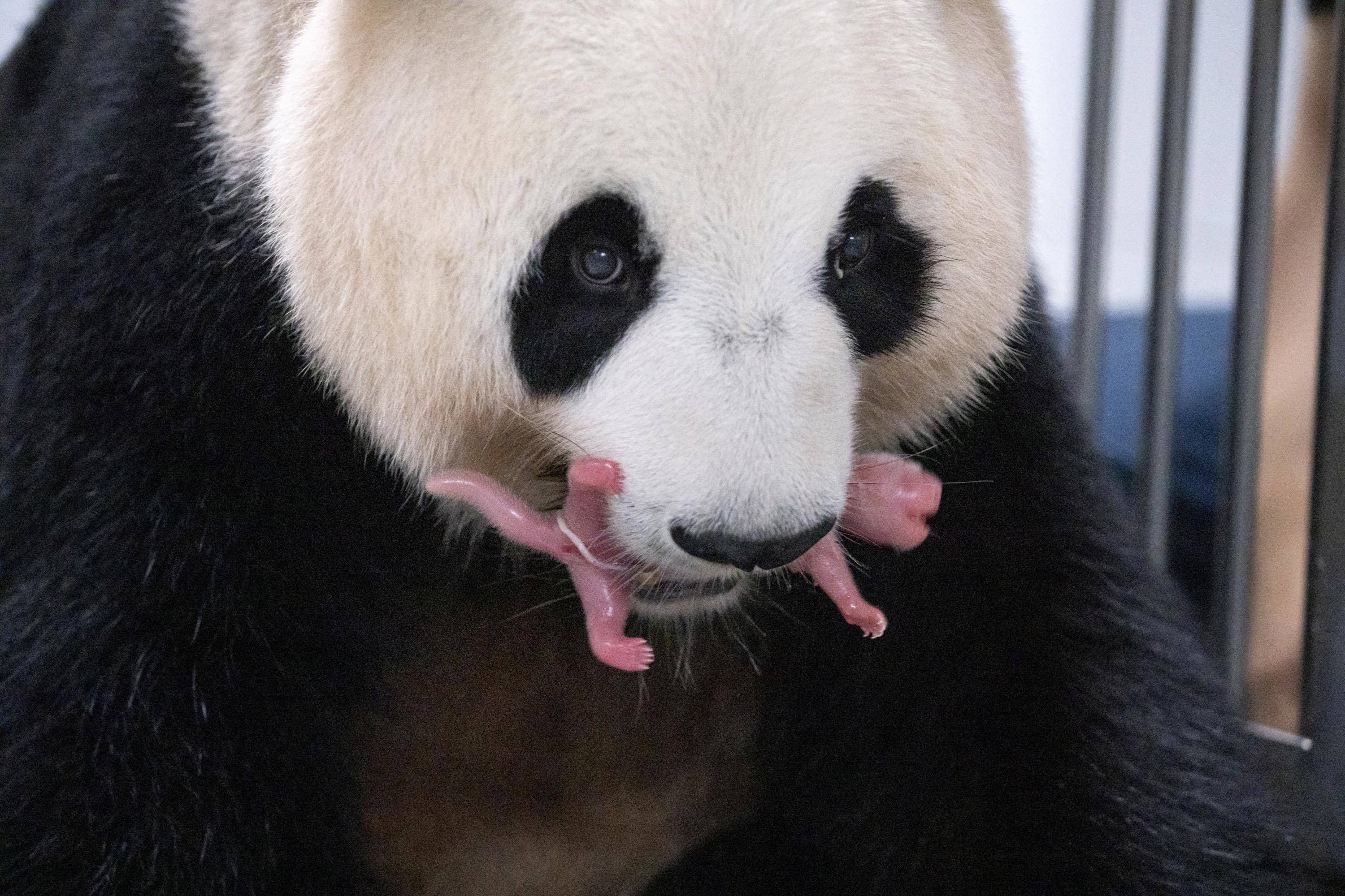 pandas giving birth