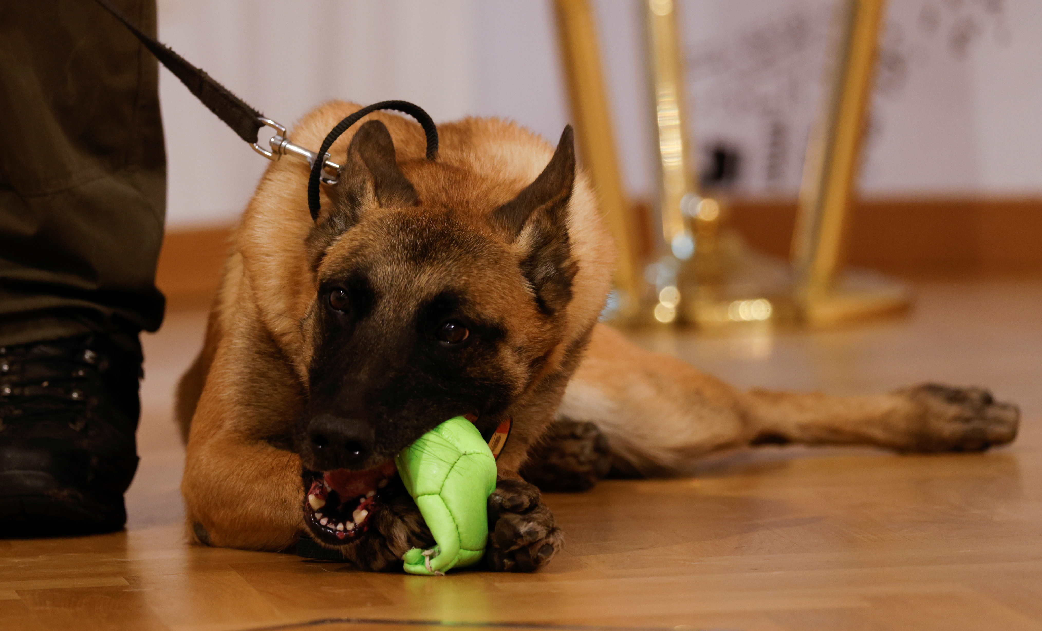 Austrian army reports on training dogs to detect COVID-19 in Vienna