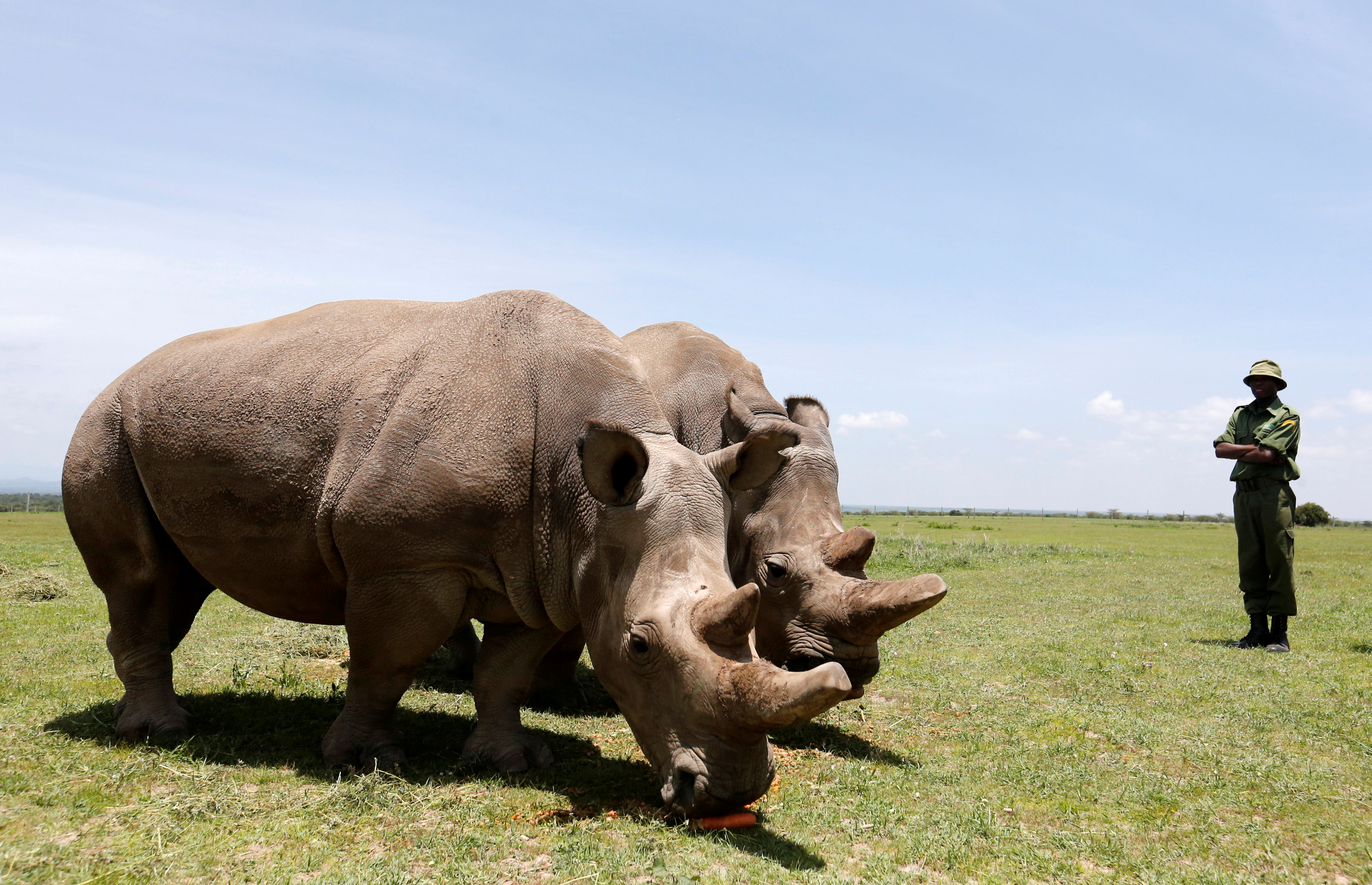 Najin (R) and her daughter Fatou, the last two northern white rhino females, graze near their enclosure at the Ol Pejeta Conservancy in Laikipia National Park, Kenya March 31, 2018. REUTERS/Thomas Mukoya