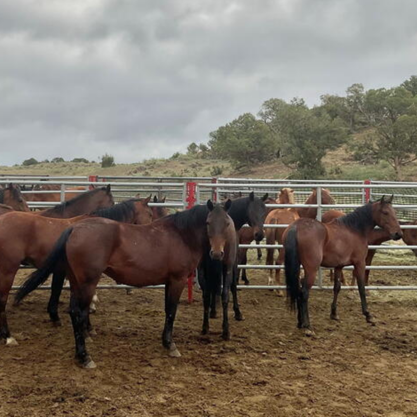 Enfermedad desconocida y altamente contagiosa mata a 85 caballos salvajes acorralados en Colorado, dice el gobierno