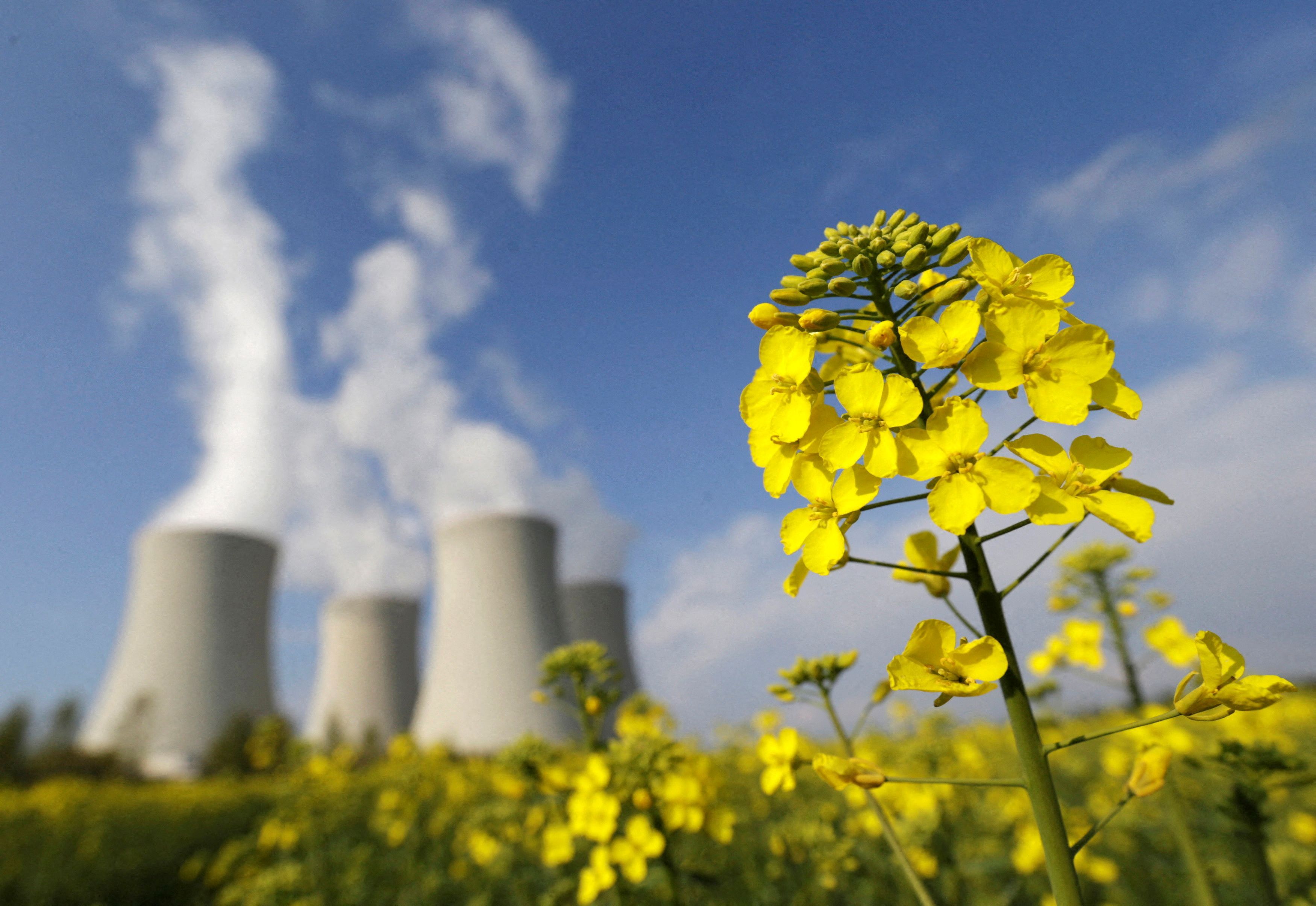 A mustard field is seen in front of the cooling towers of the Temelin nuclear power plant near Tyn nad Vltavou