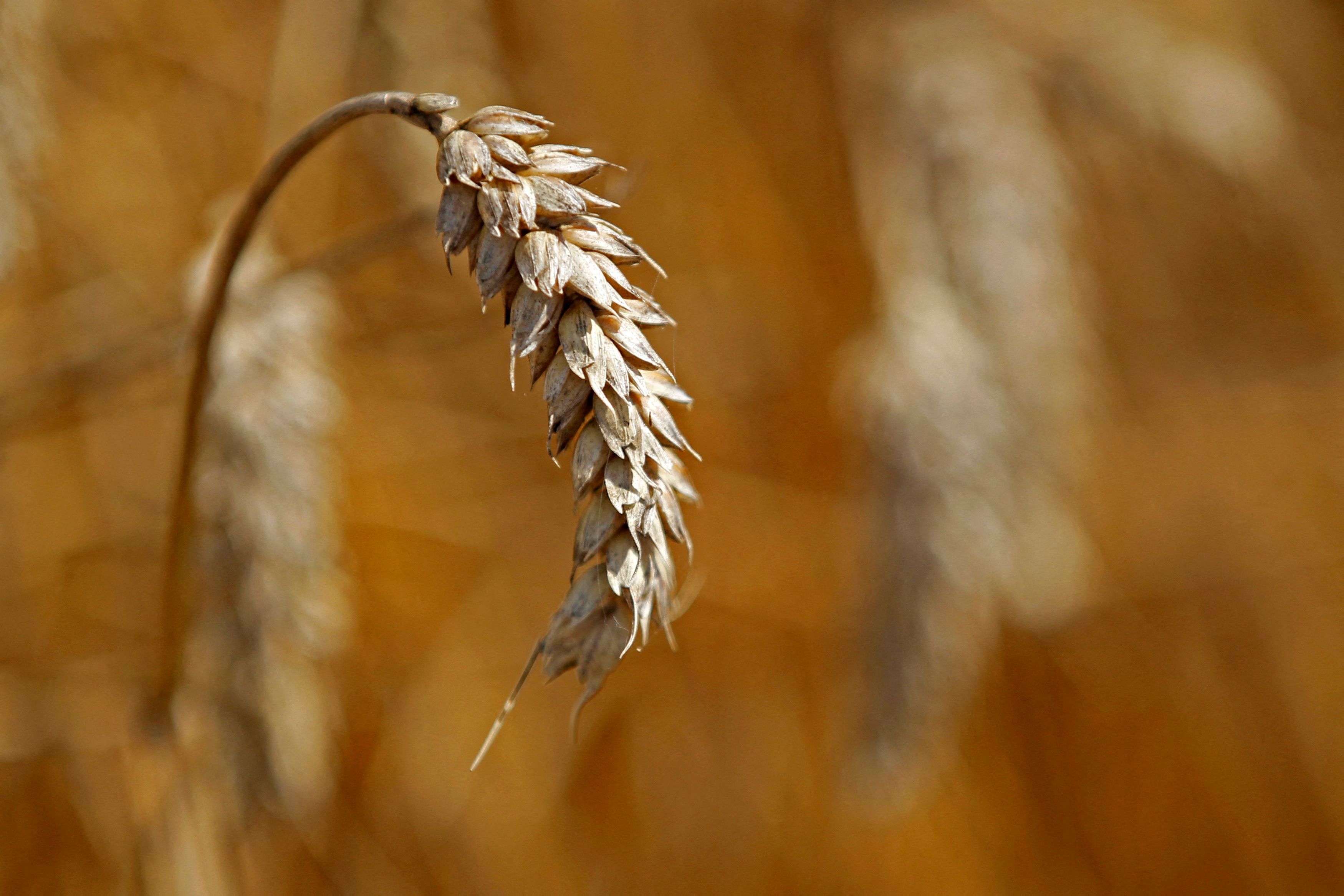 Wheat is seen in a field as a French farmer harvests his crop in Moisdon-La-Riviere