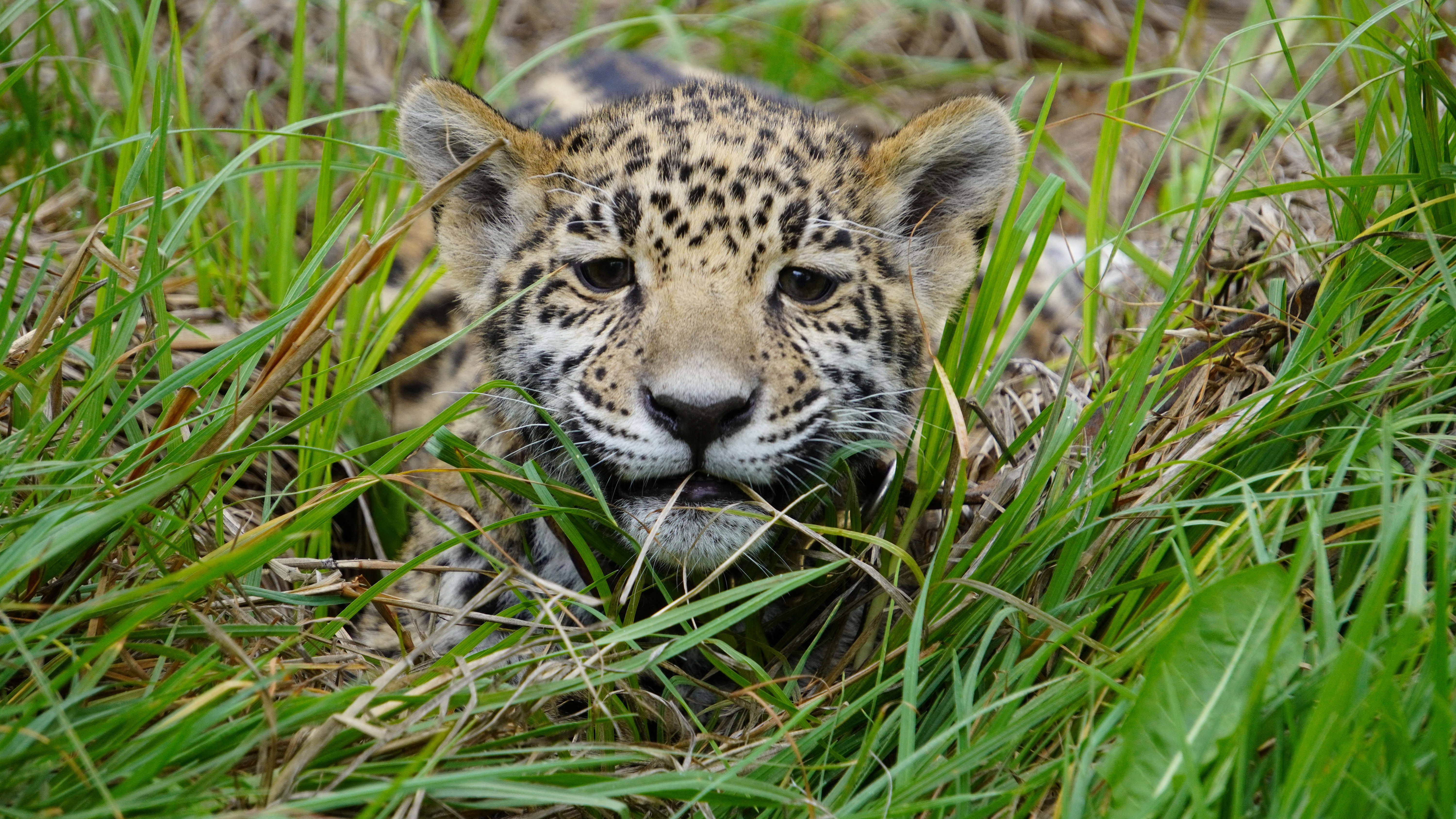 A jaguar is seen at the jaguar sanctuary inside of Reino Animal Conservation Park