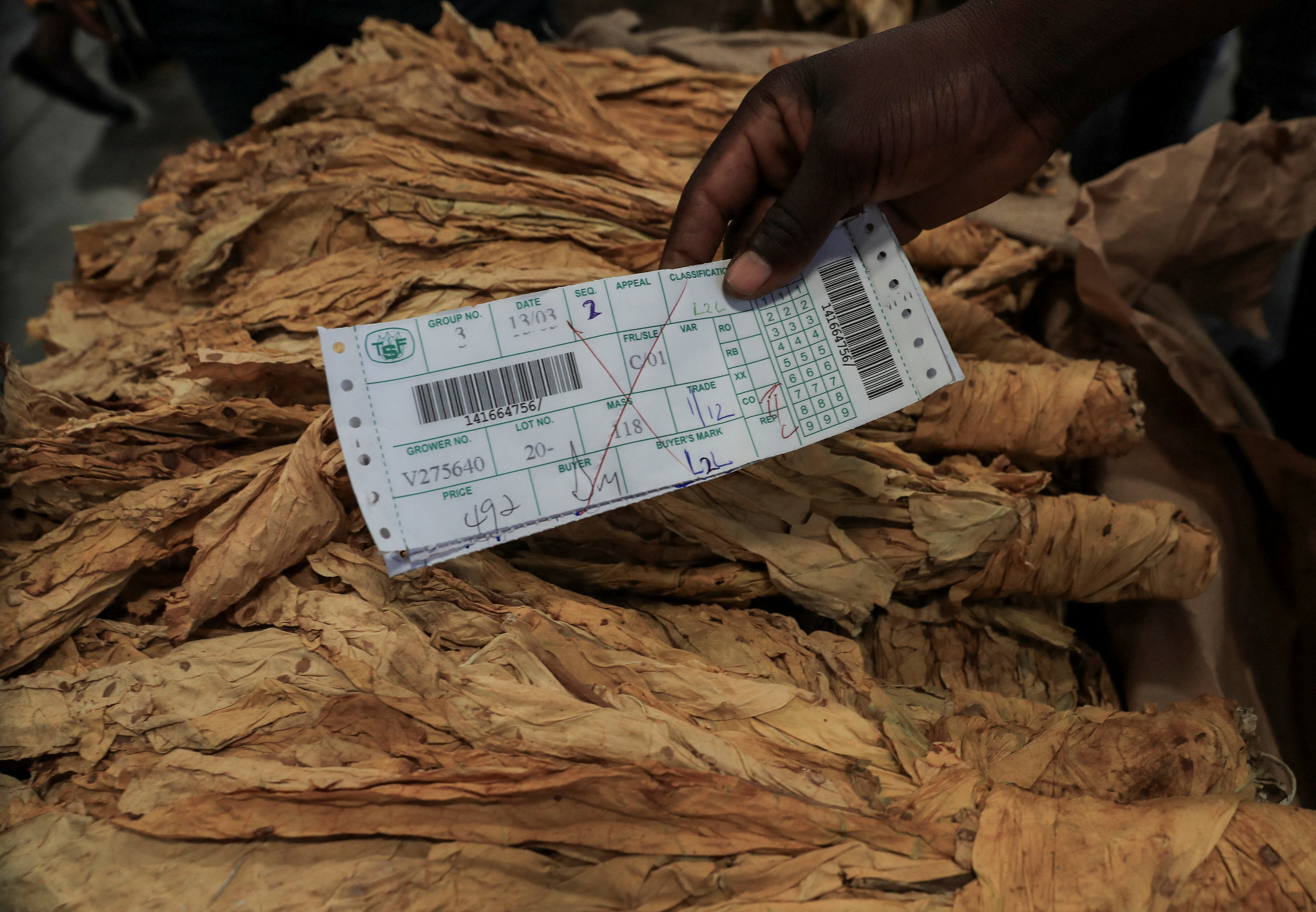 northern tobacco zimbabwe Zimbabwe tobacco production to fall 10% due to drought