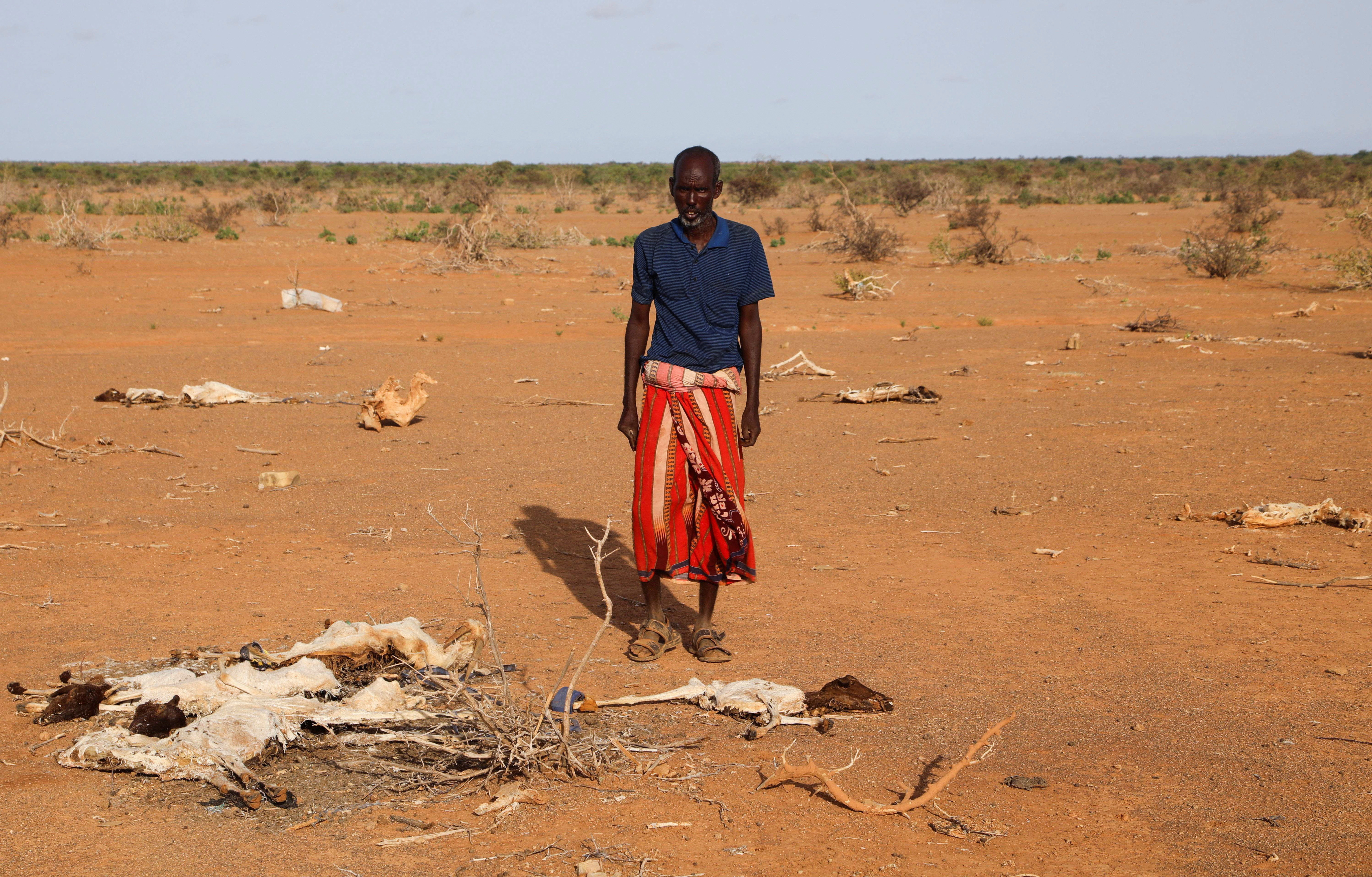 Dhicis Guray, an internally displaced Somali man, looks at the carcass of his dead livestock following severe droughts near Dollow, Gedo Region