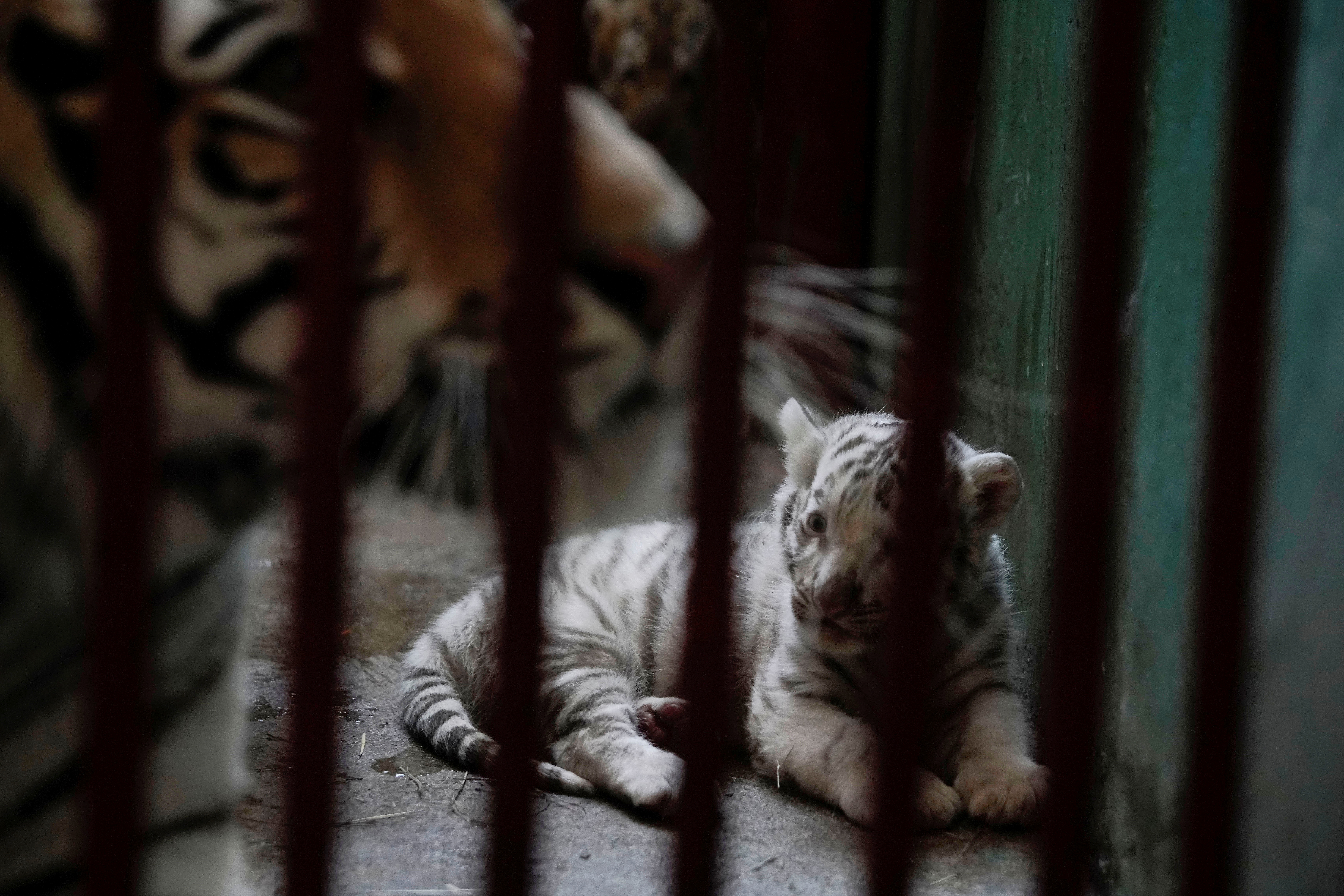 White Bengal Tigers - Key Facts, Information & Pictures