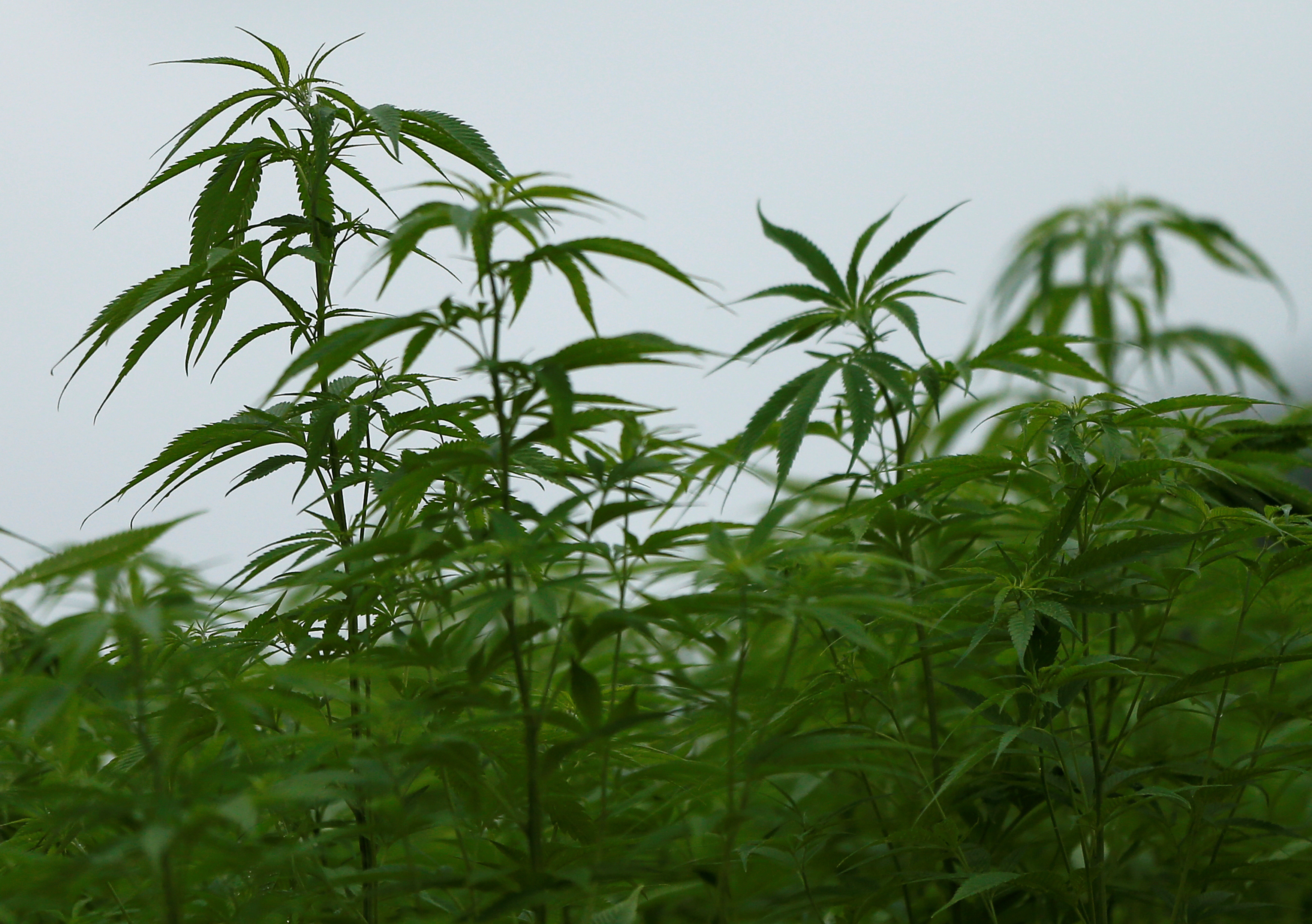 Leaves of marijuana plants are seen at Japan's largest legal marijuana farm in Kanuma, Japan