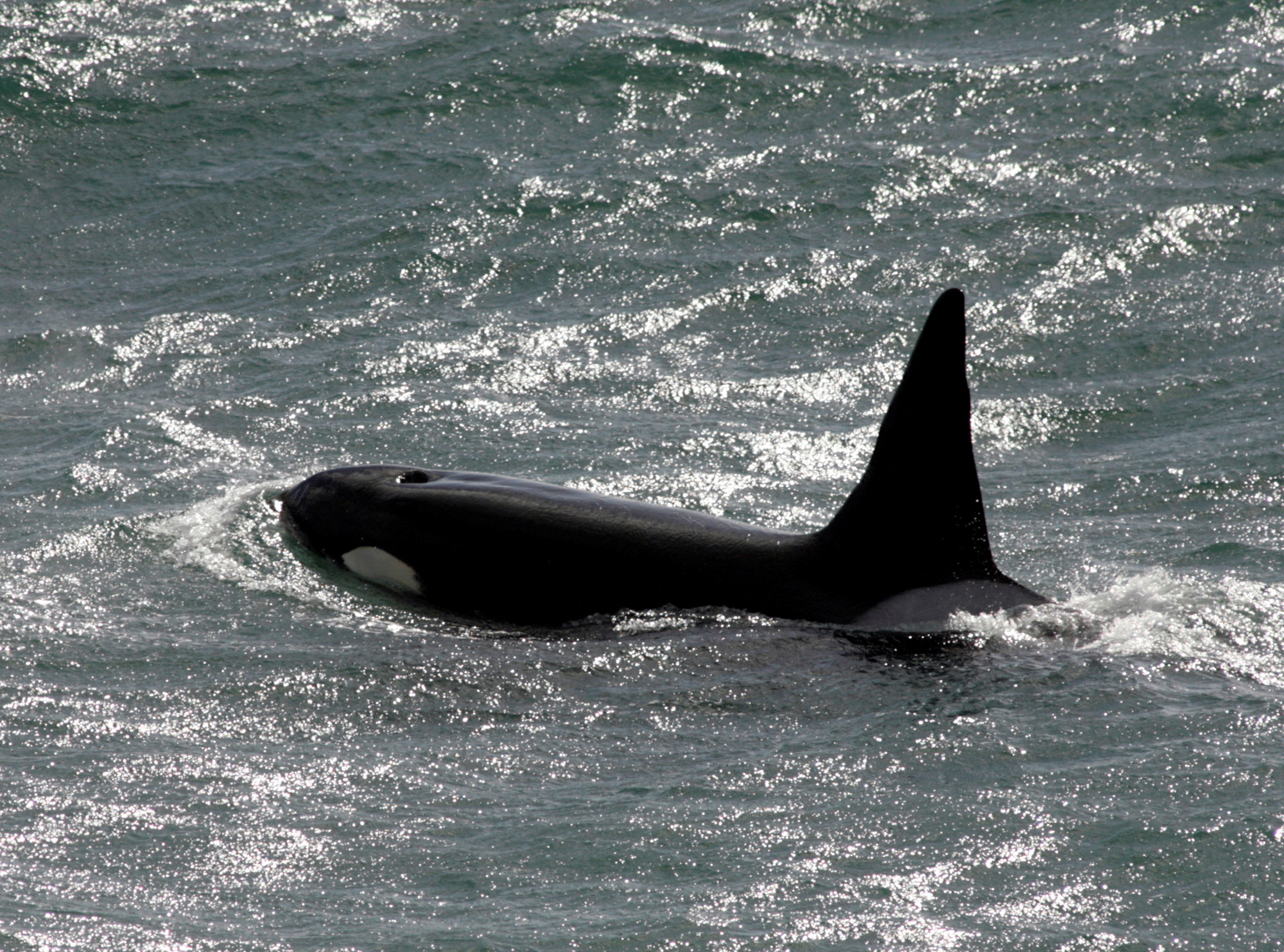 To match feature ARGENTINA-ORCAS/