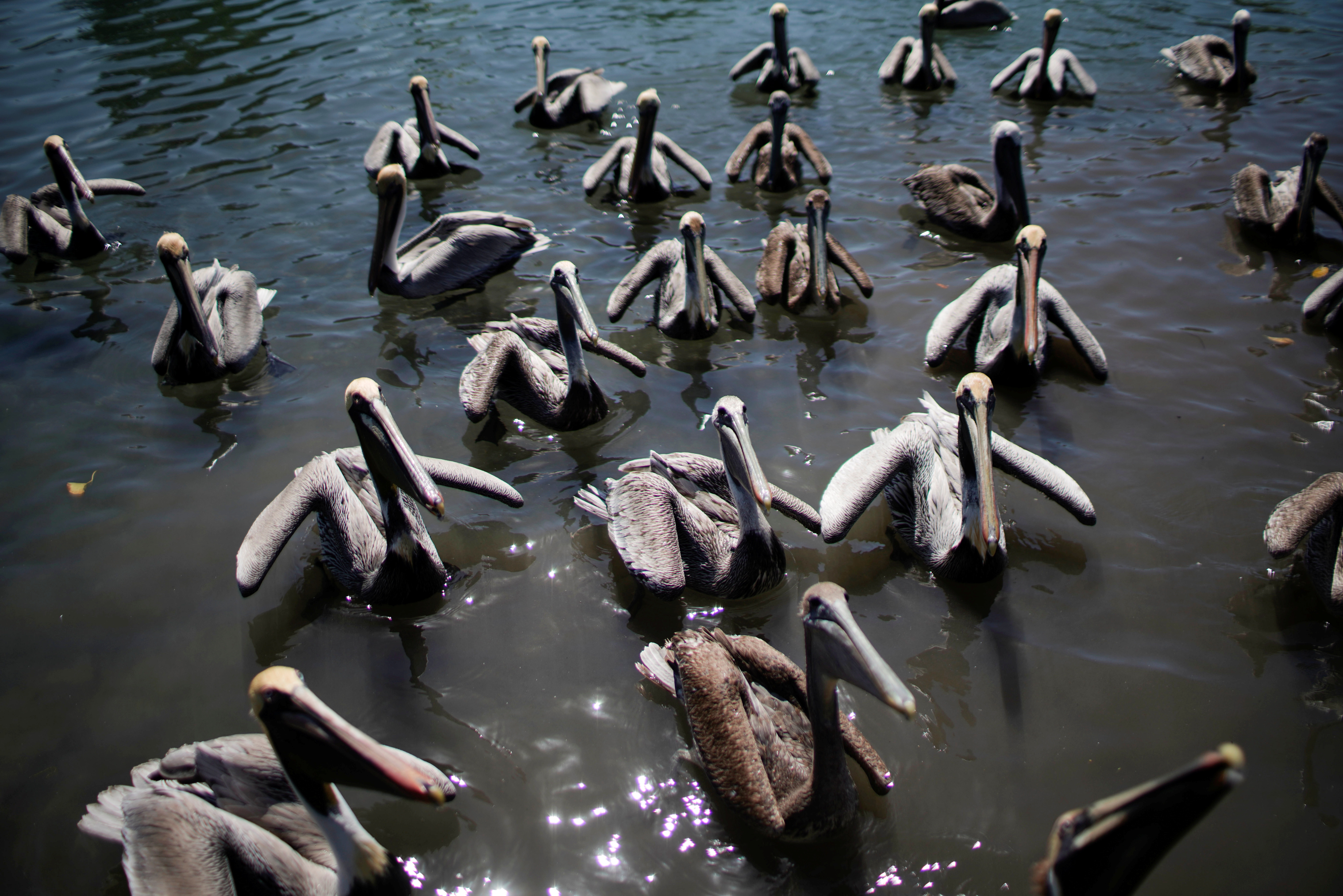 Pelicans wait to be fed by Leonardo Carrillo (not pictured)  in Guanimar, Cuba