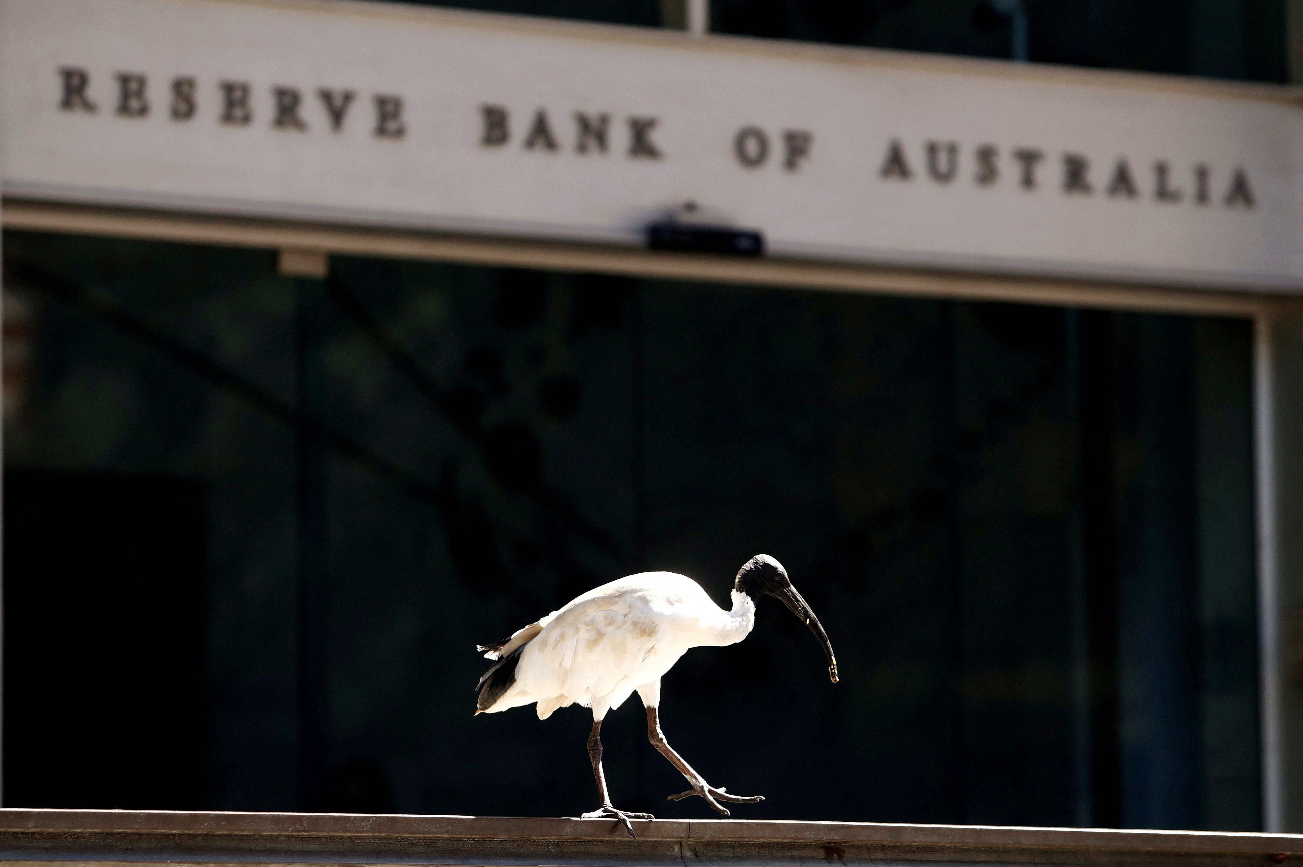An ibis bird perches next to the Reserve Bank of Australia headquarters in central Sydney