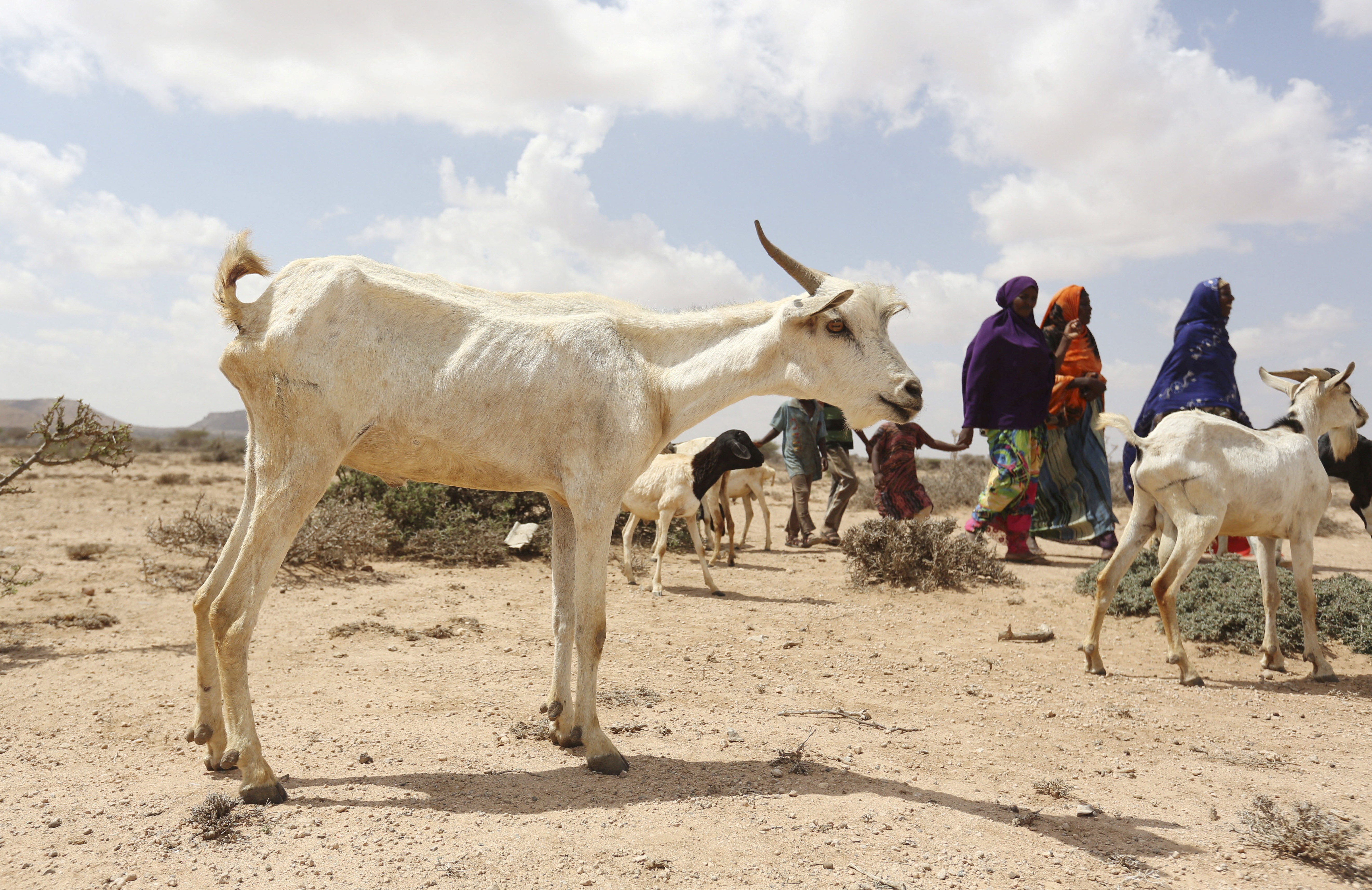 A family walks with their goats and sheep in search of water during a El Nino-related drought in Marodijeex town of southern Hargeysa, in northern Somalia's semi-autonomous Somaliland region