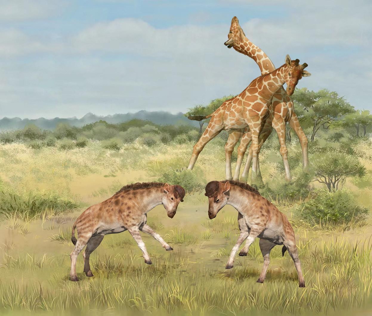 Intermale competitions involving members of the giraffe family are seen in an undated illustration
