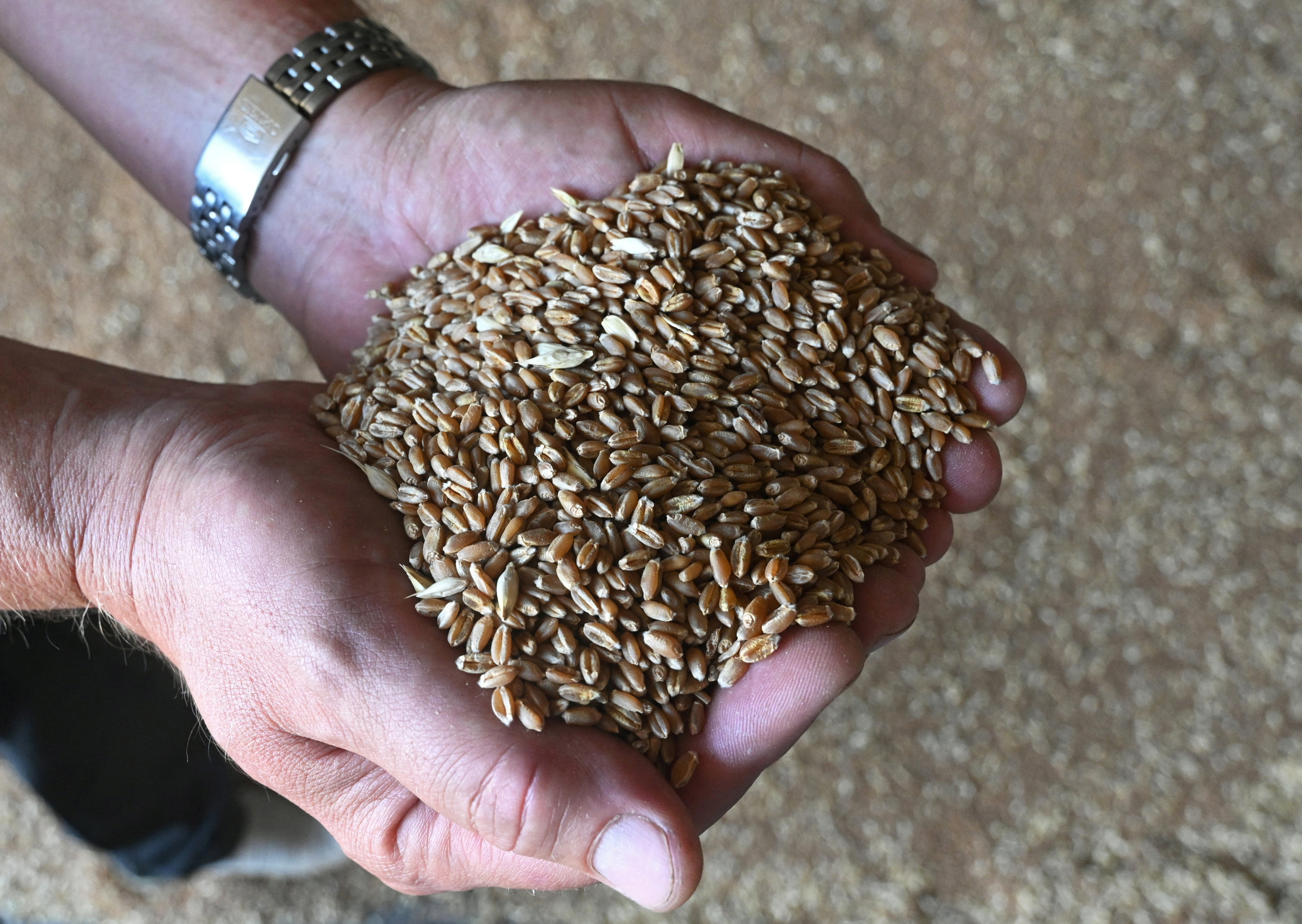 A farmer holds freshly harvested wheat grains in the Rostov Region