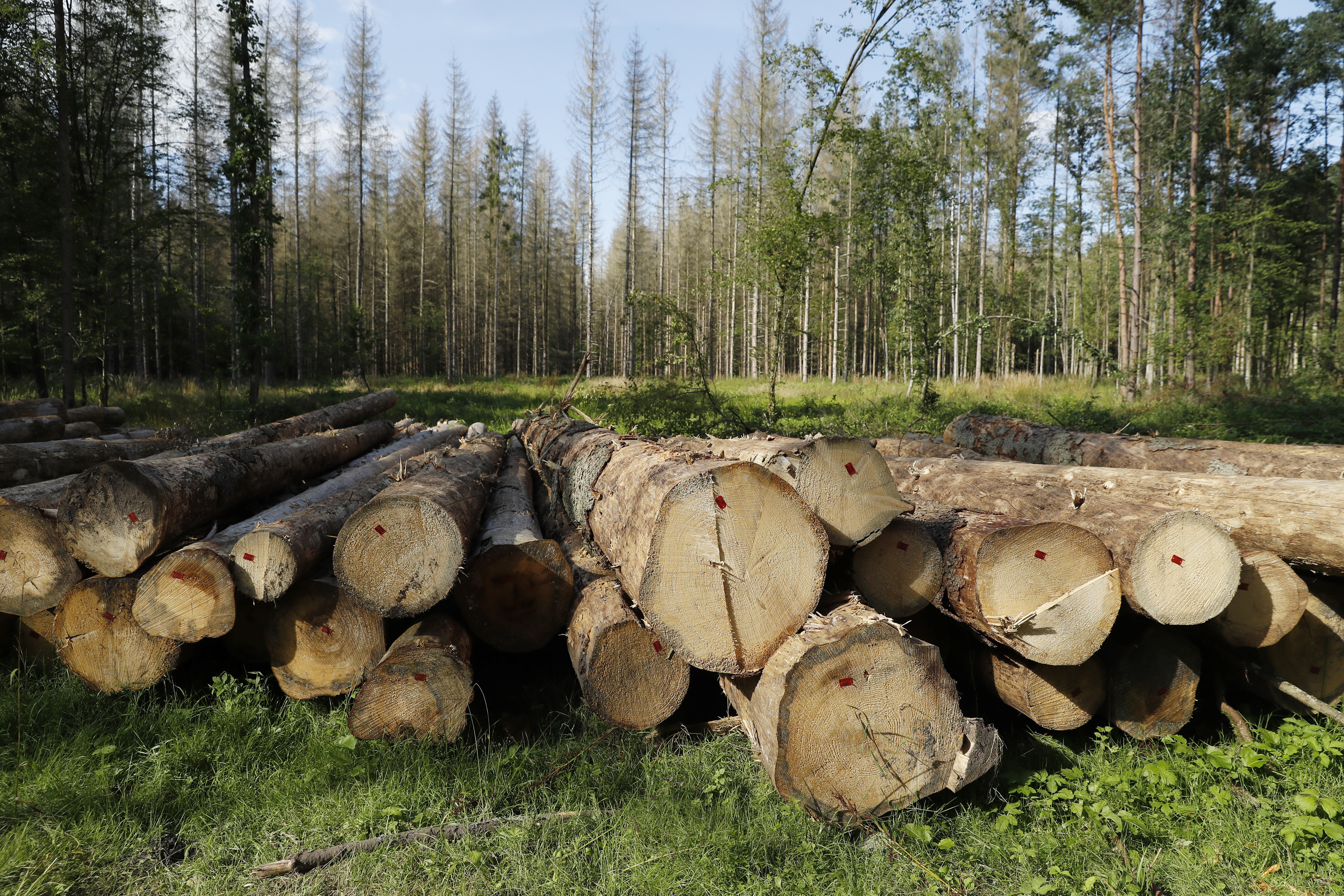 Logged trees are seen after logging at Bialowieza forest