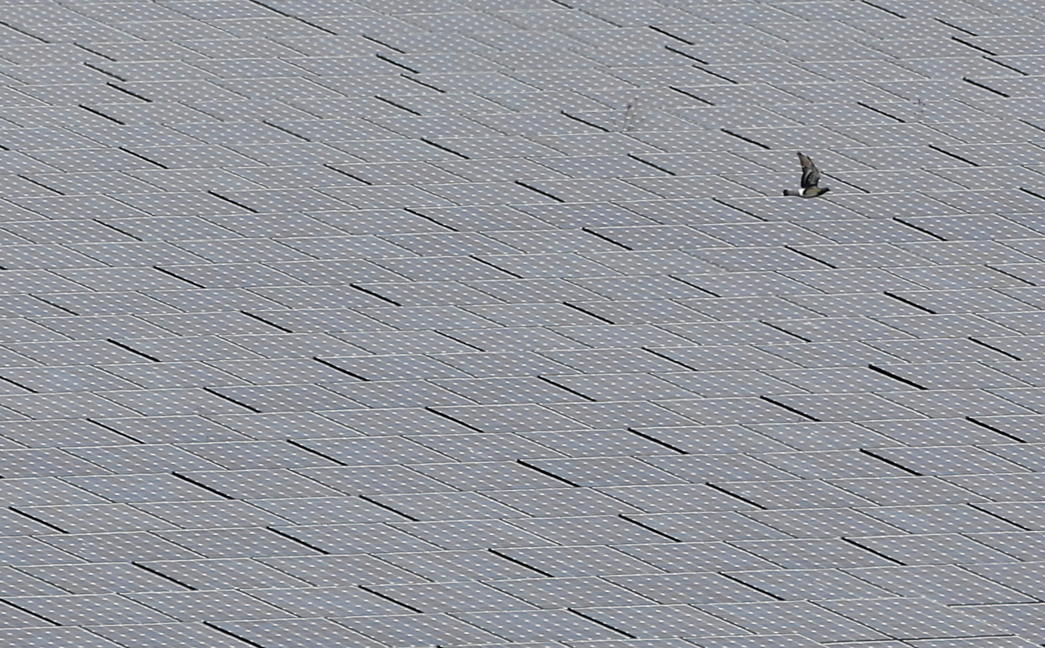 A dove flies over solar panels at a solar power field in Kawasaki, near Tokyo