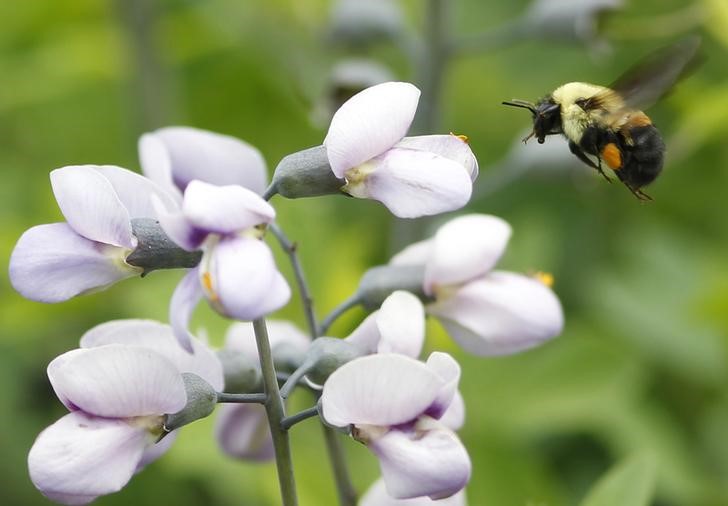 A bumble bee searches for pollen during a spring day in New York