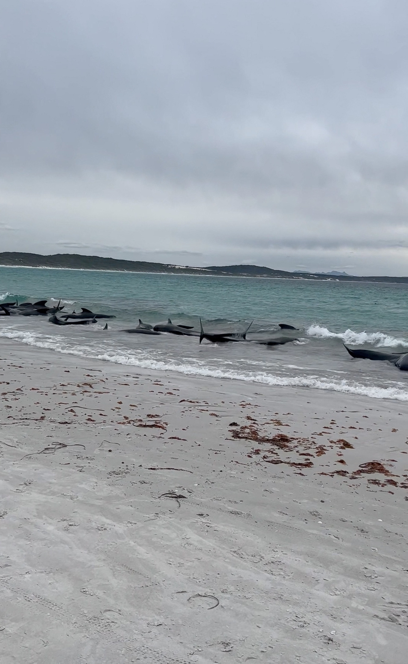 Fifty-one pilot whales die after mass stranding in Australia | Reuters