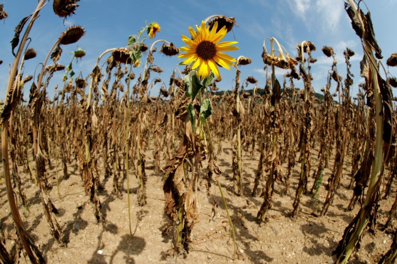 Sunflower blooms in between dried-out ones during hot summer weather on a field near Benken