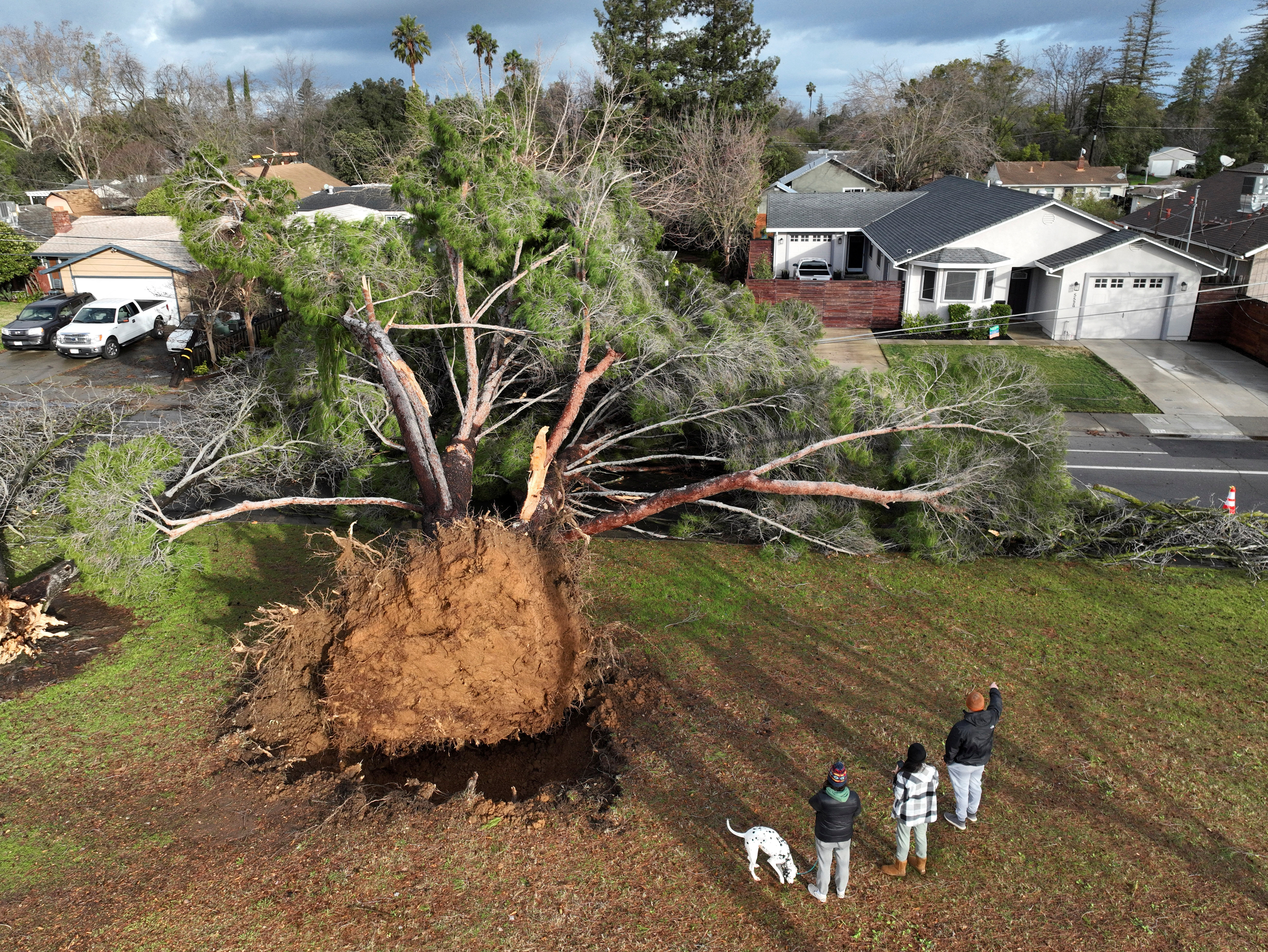 A large tree fell during rainstorms in Sacramento, California