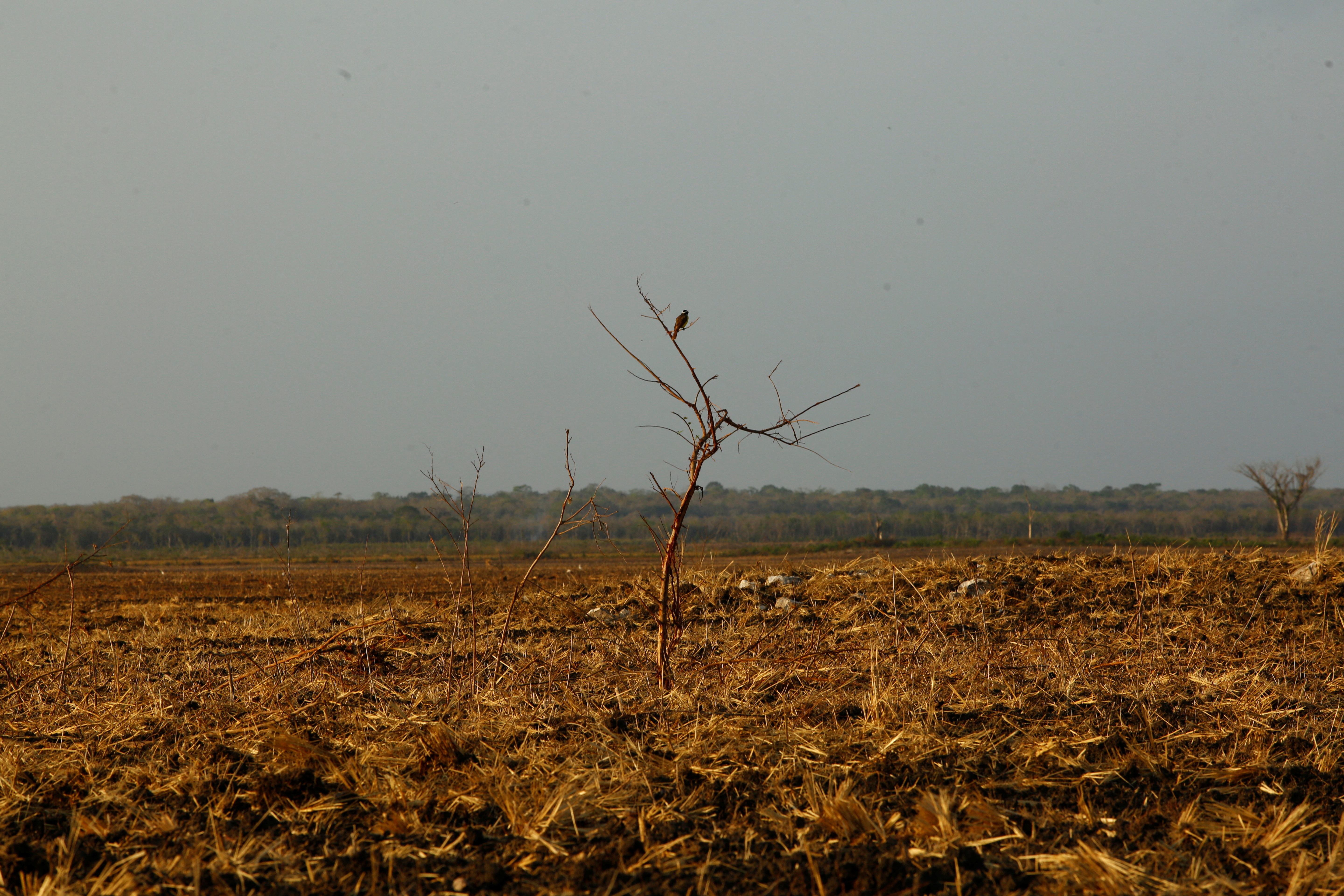 A bird sits on a surviving tree in a field cleared for planting crops, in Valle Nuevo, Campeche state, Mexico, May 1, 2021.  Around 8,000 sq km of forest, nearly a fifth of the state's tree cover, has been lost in the last 20 years, with 2020 the worst on record, according to Global Forest Watch. REUTERS/Jose Luis Gonzalez  