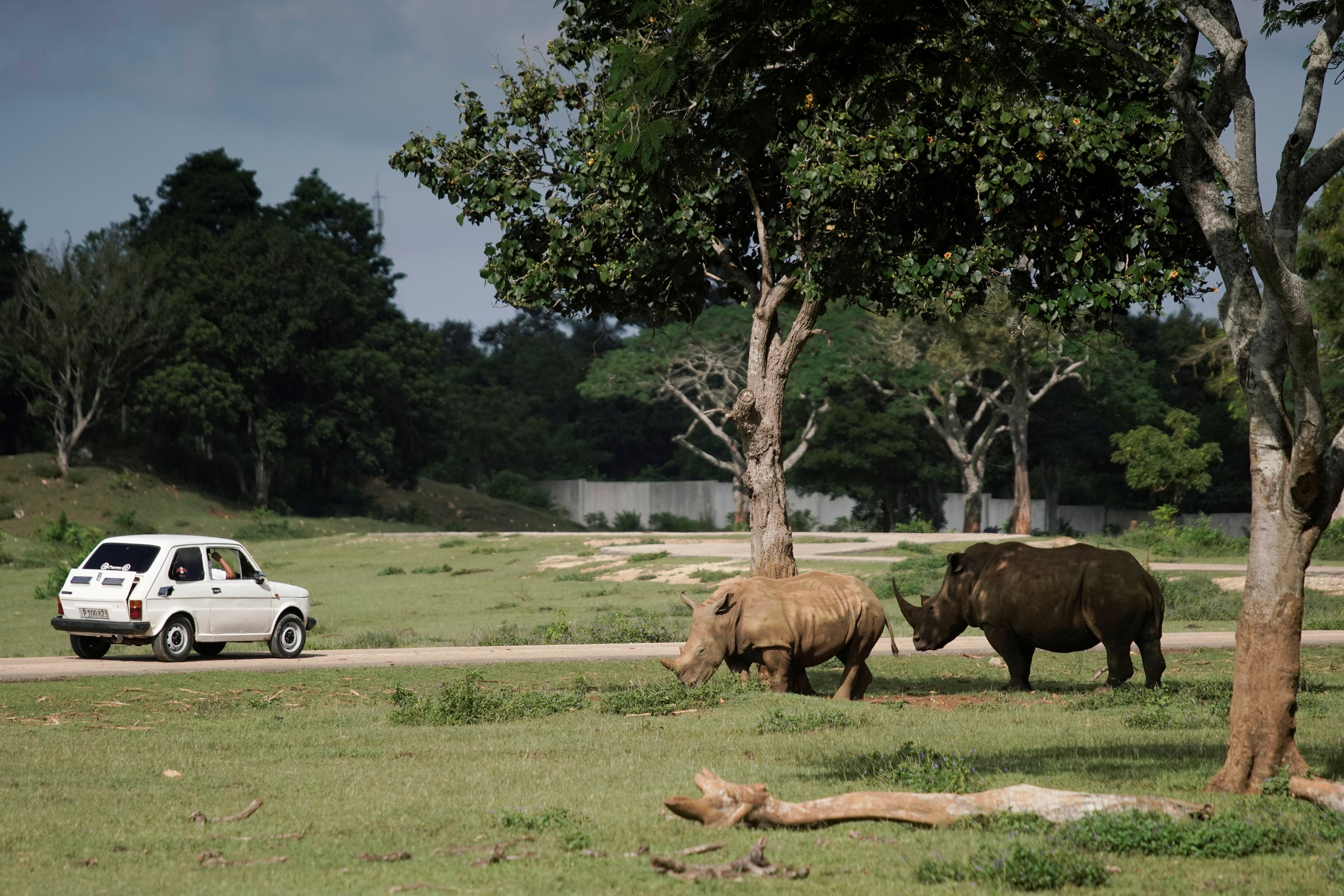 A visitor's car passes by rhinoceros at the zoo in Havana