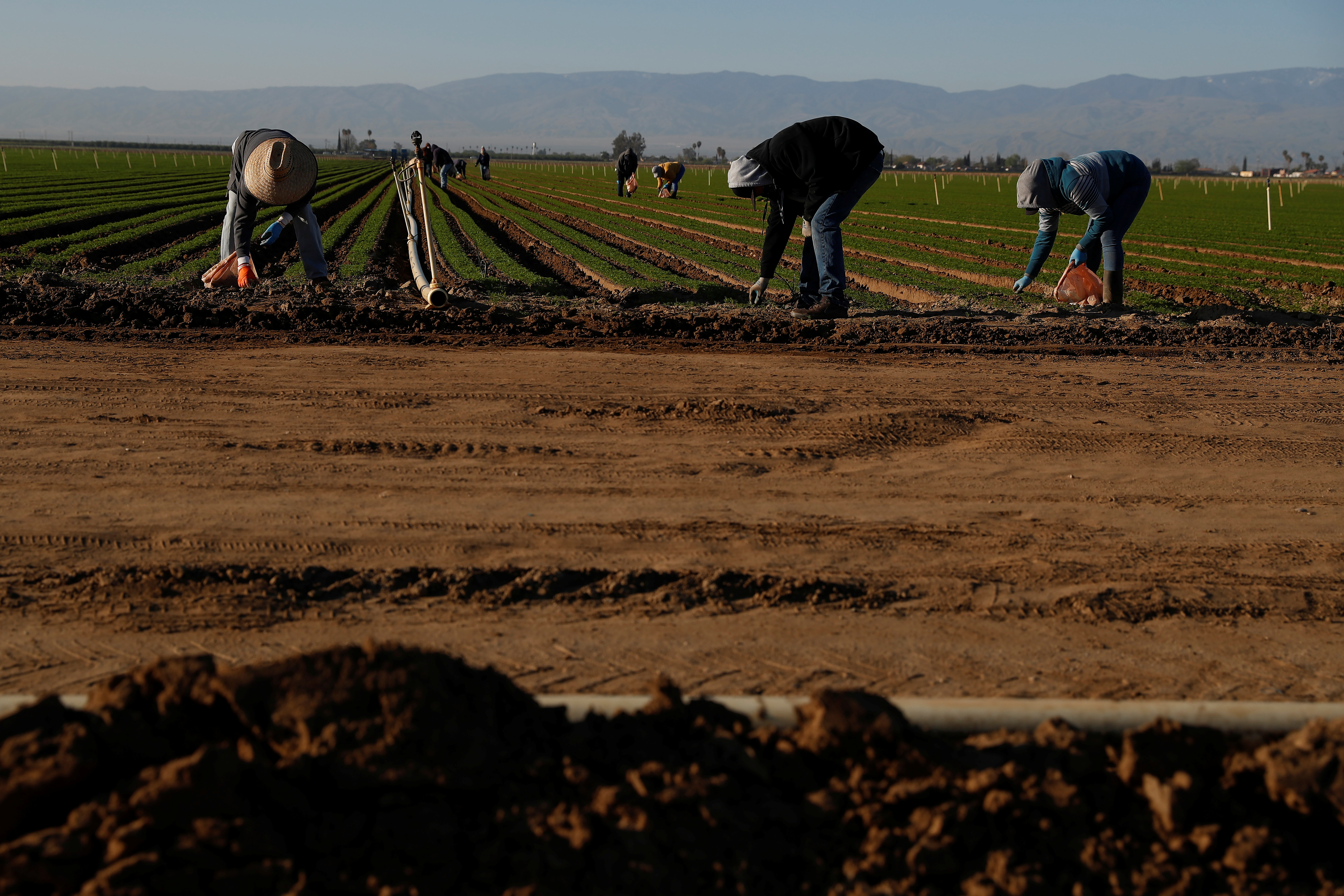Agricultural workers clean carrot crops of weeds at a farm near Arvin