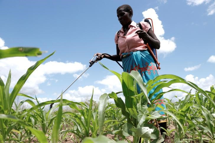 A local farmer sprays a pesticide on her maize field in Chikwawa District