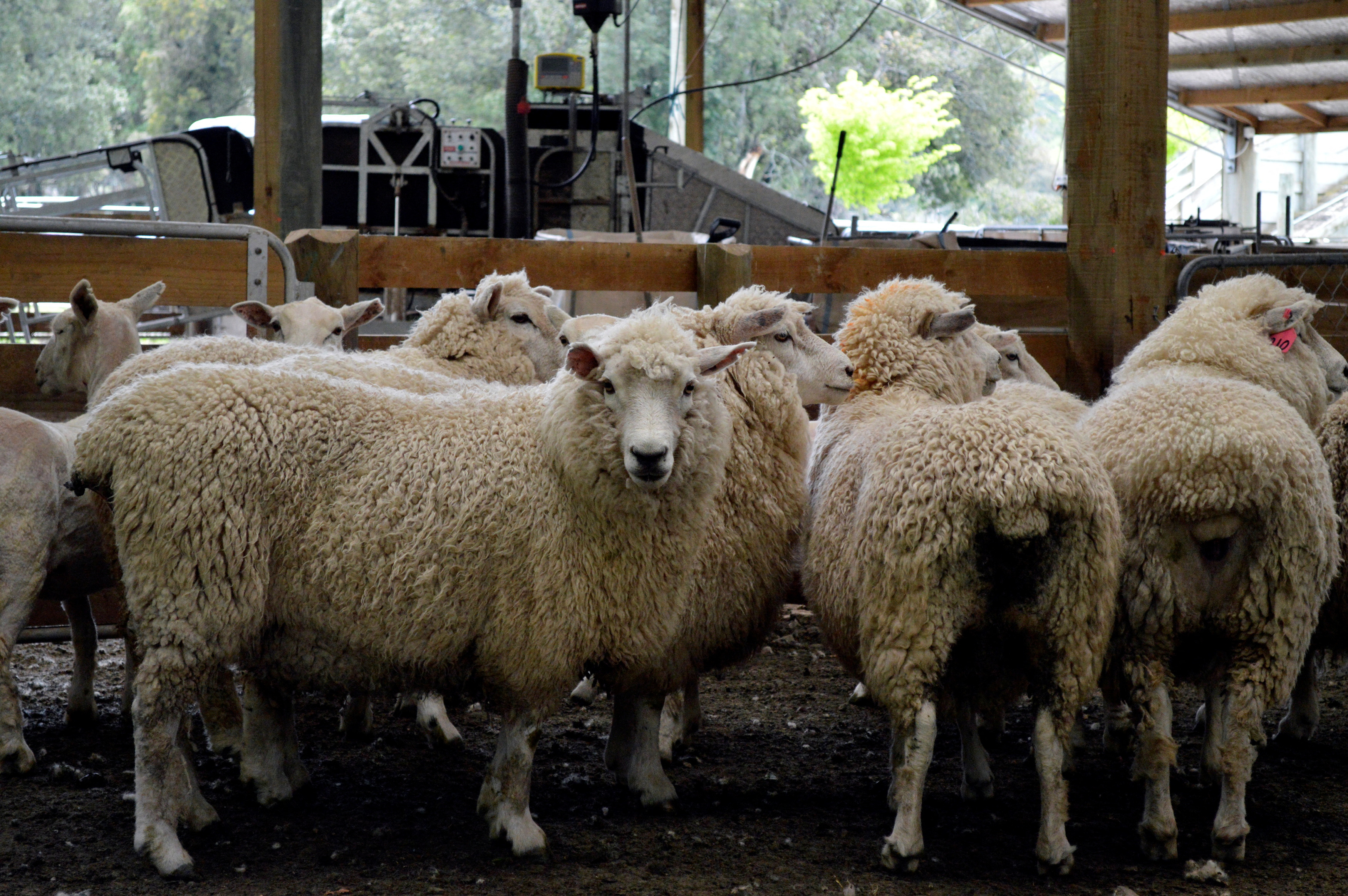 Sheep ready to be shorn are pictured on the property of sheep farmer Roger Barton in New Zealand's Wairarapa region
