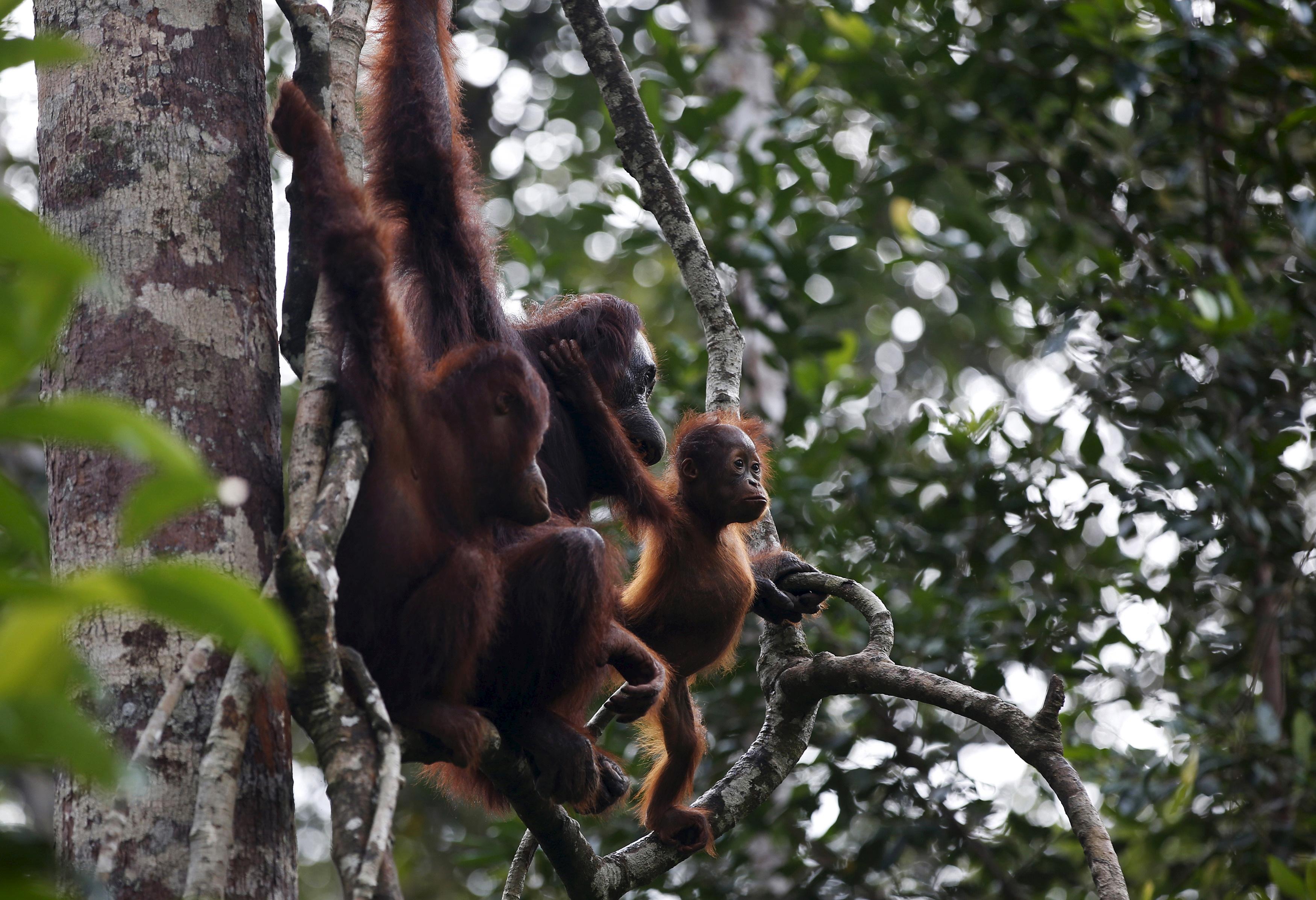 A female orangutan and her two young in Tanjung Puting National Park in Central Kalimantan province, Indonesia